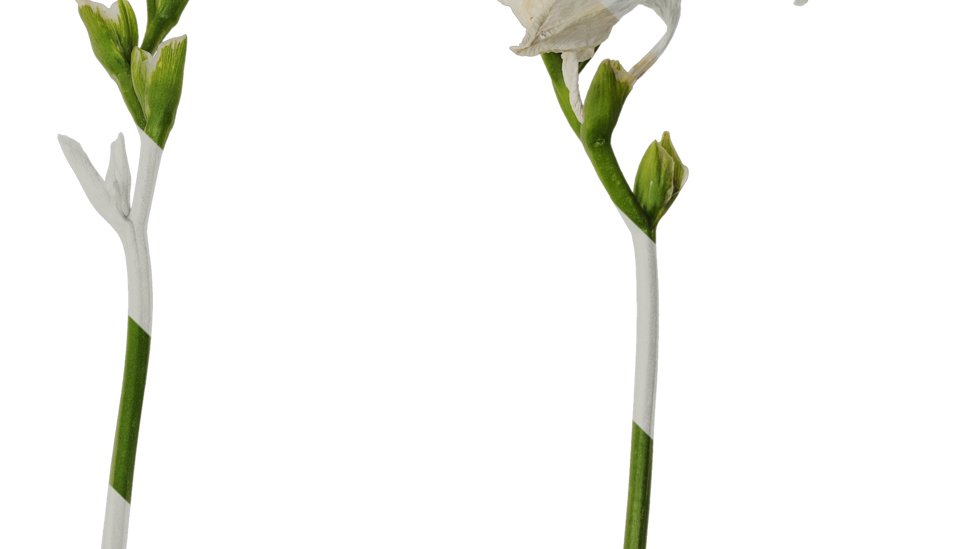 Anydrafts Freesia refracta Flower 15 Texture_4