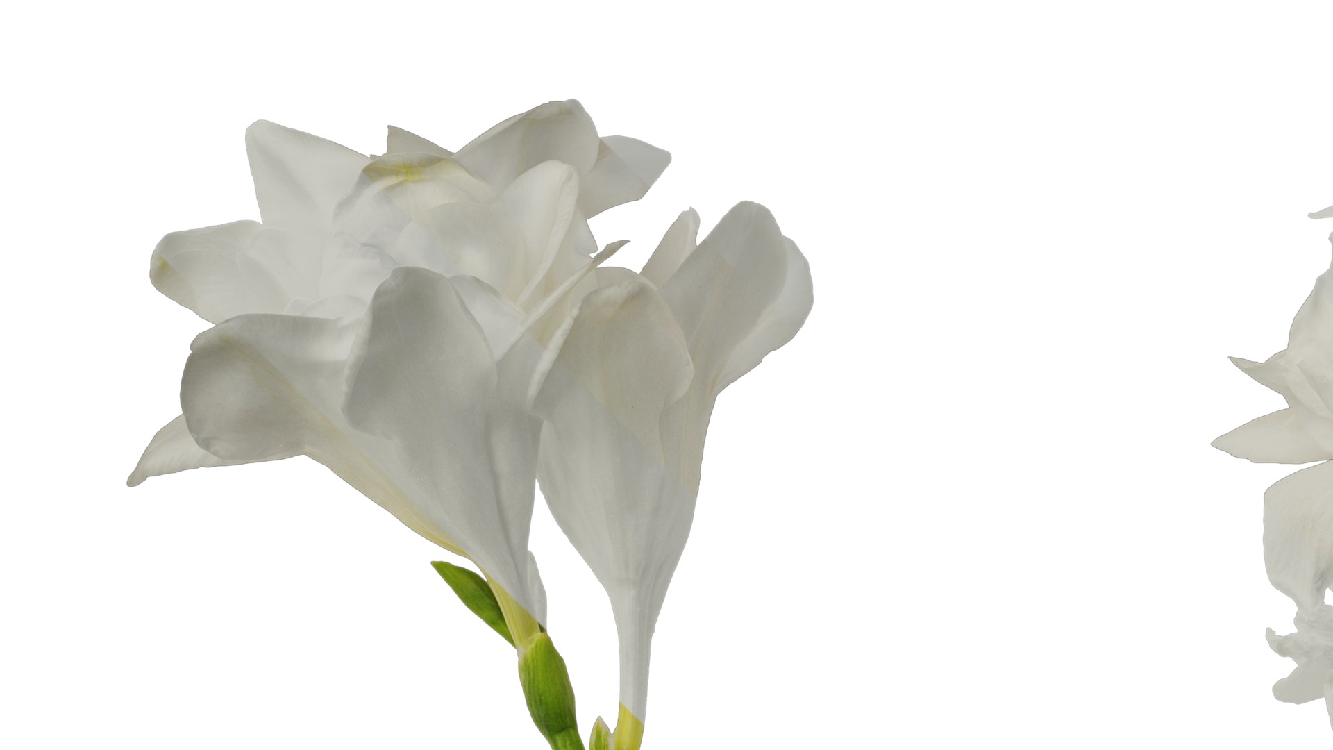 Anydrafts Freesia refracta Flower 15 Texture_1