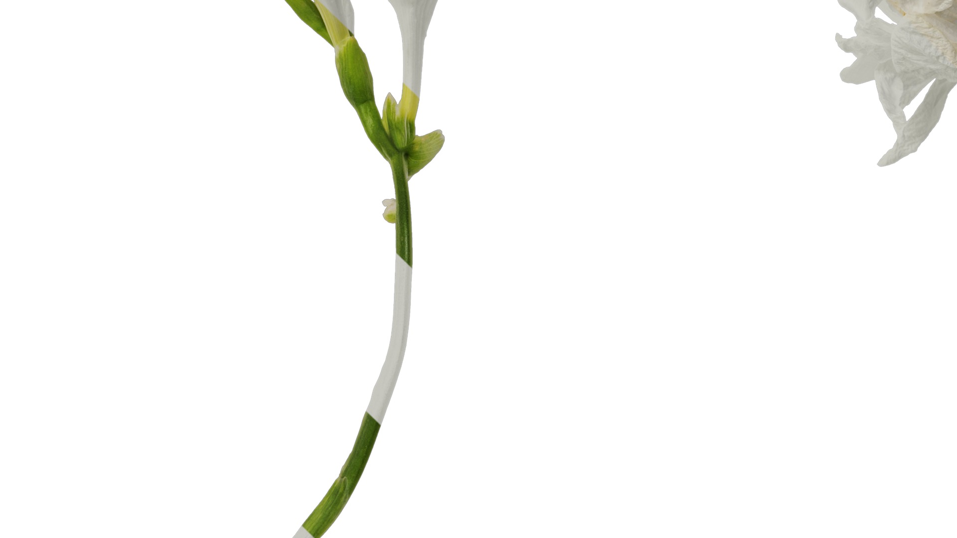 Anydrafts Freesia refracta Flower 15 Texture_3