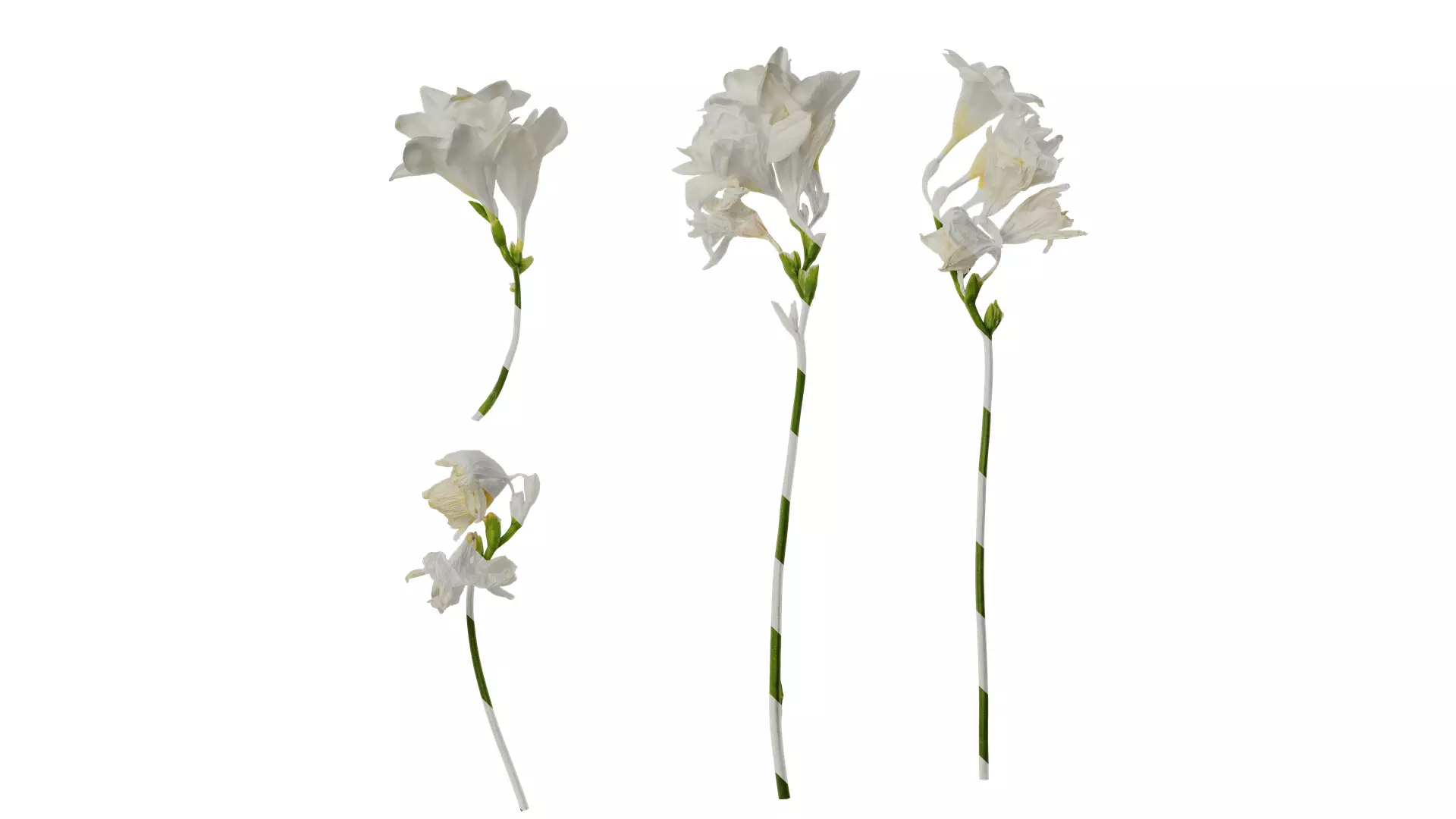 Anydrafts Freesia refracta Flower 15 Texture_0