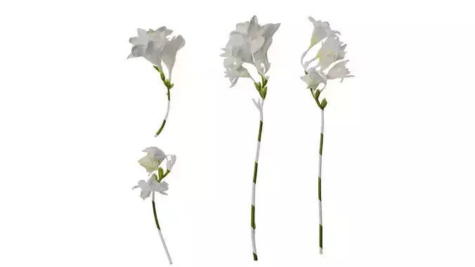 Anydrafts Freesia refracta Flower 15