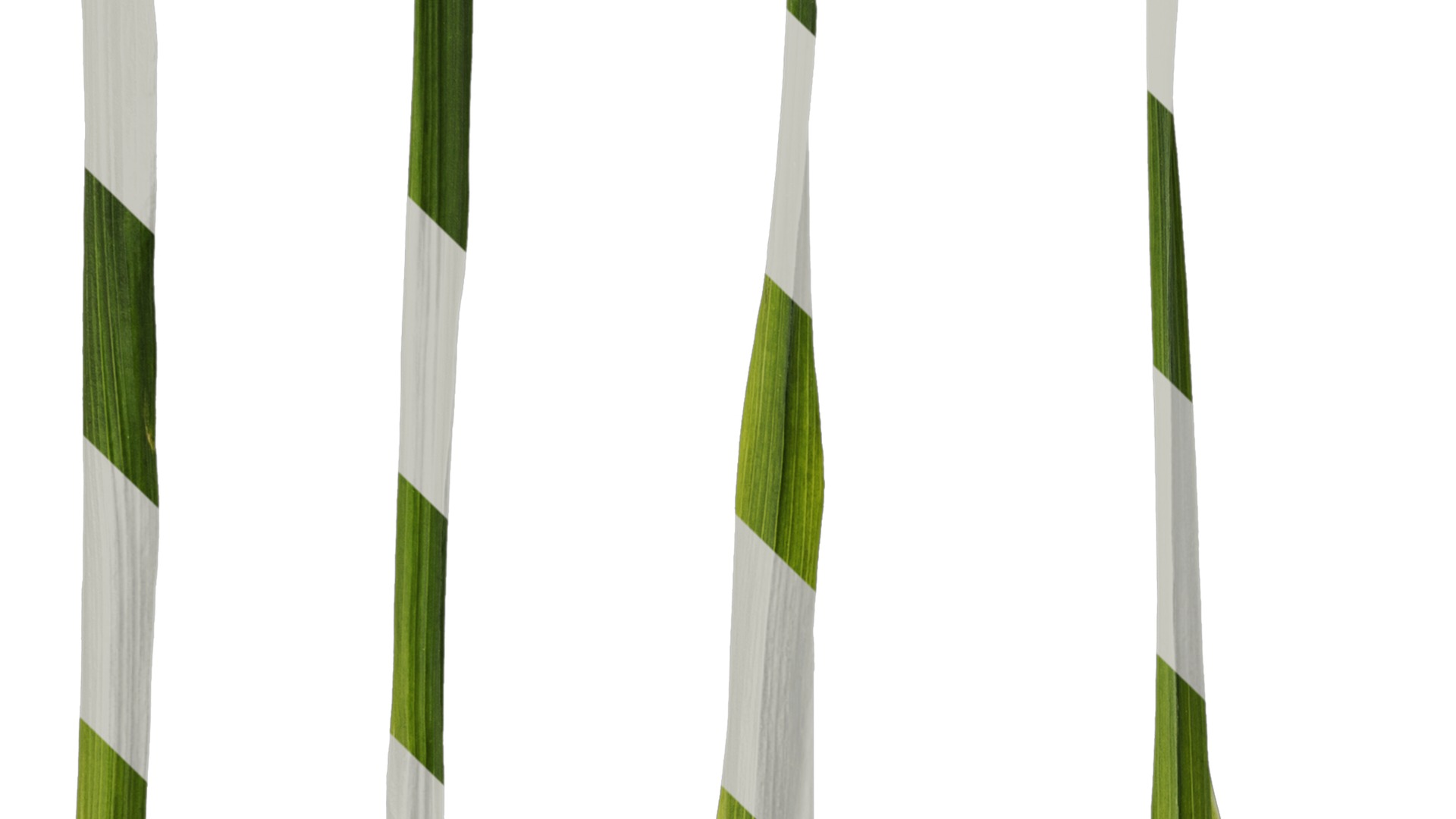 Anydrafts Freesia refracta Leaf 01 Texture_3