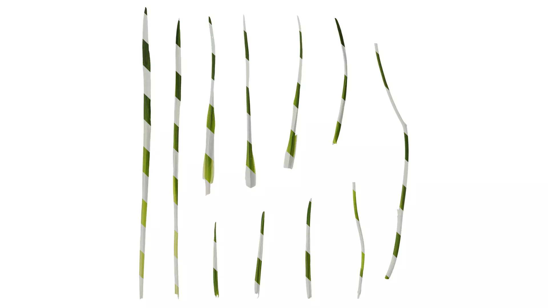 Anydrafts Freesia refracta Leaf 01 Texture_0