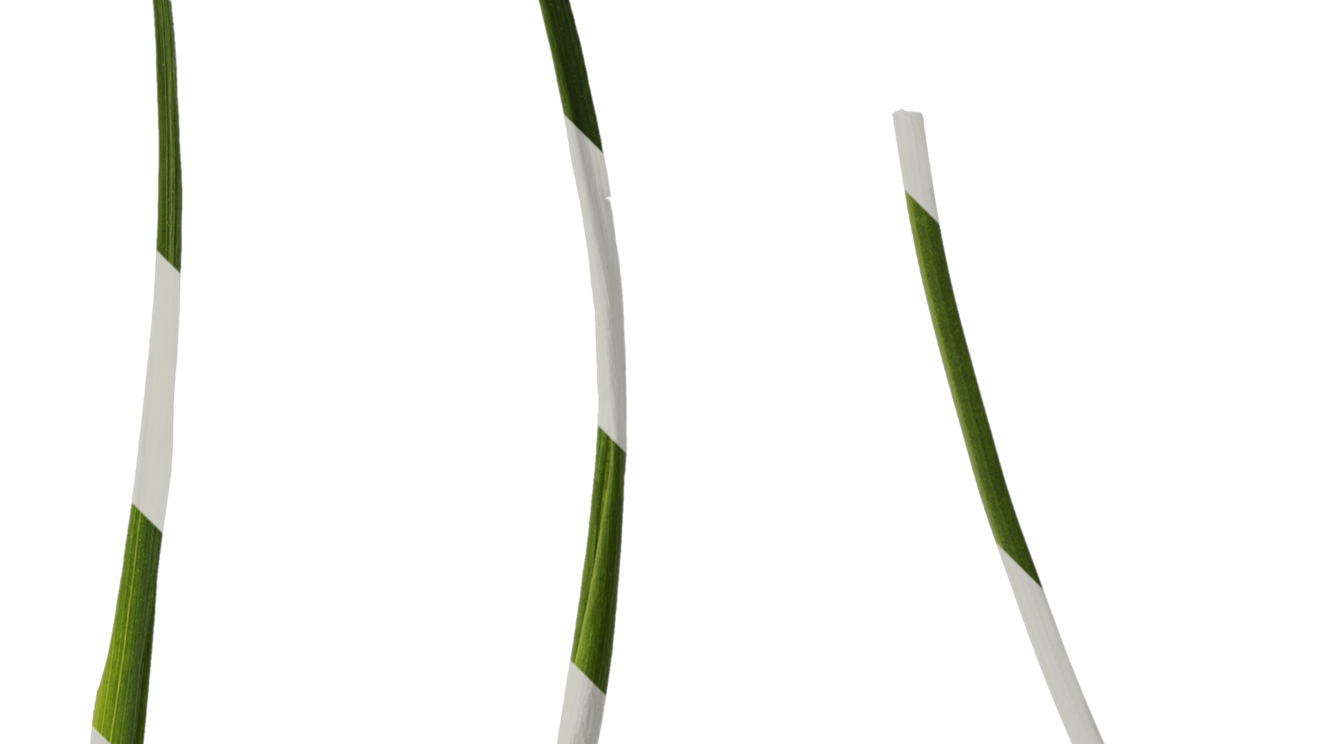 Anydrafts Freesia refracta Leaf 01 Texture_2