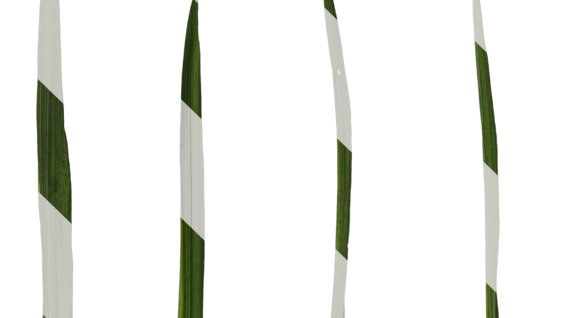 Anydrafts Freesia refracta Leaf 01 Texture_1