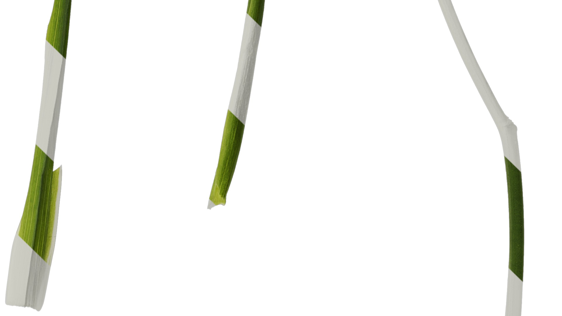 Anydrafts Freesia refracta Leaf 01 Texture_4