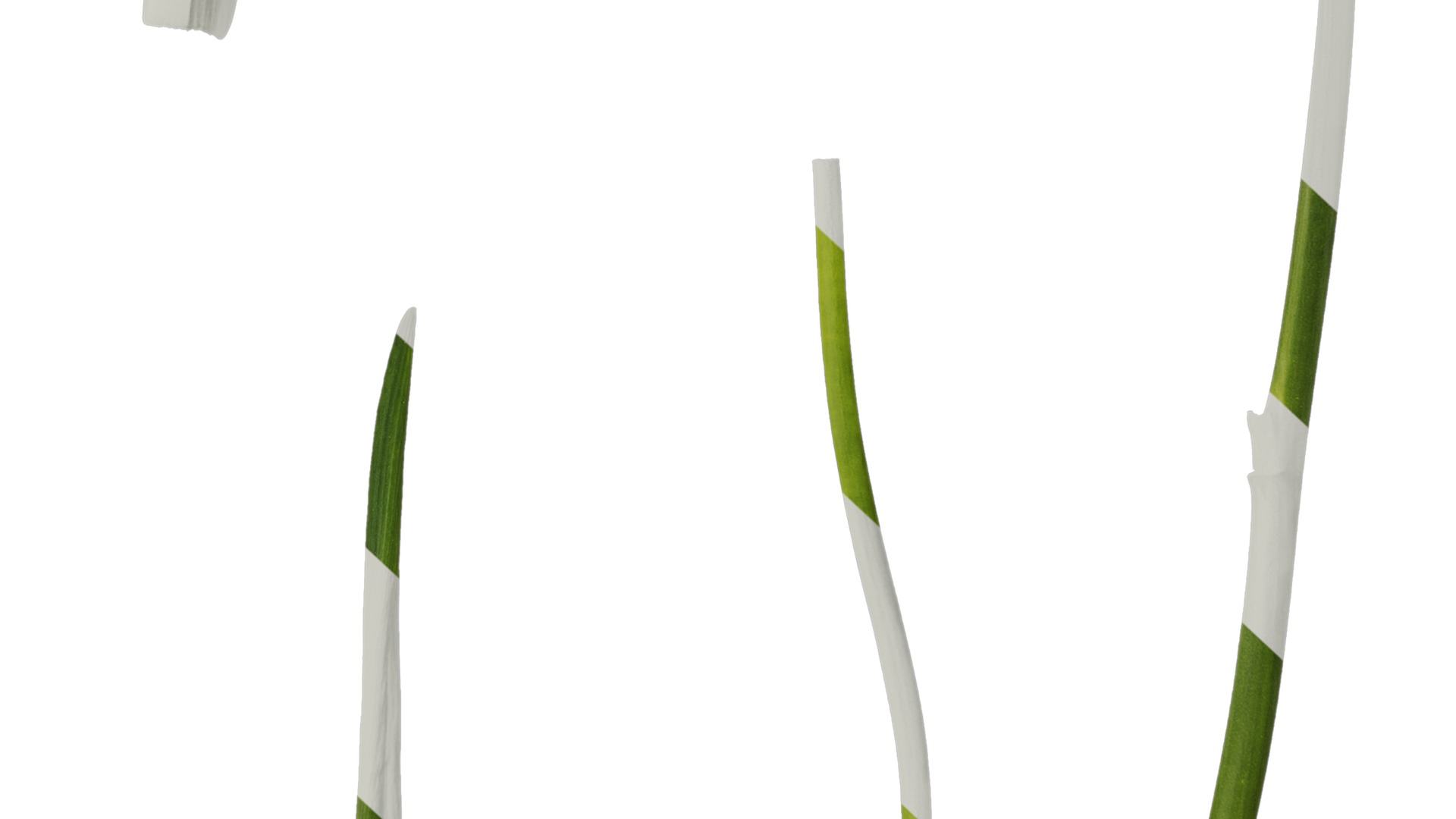 Anydrafts Freesia refracta Leaf 01 Texture_6