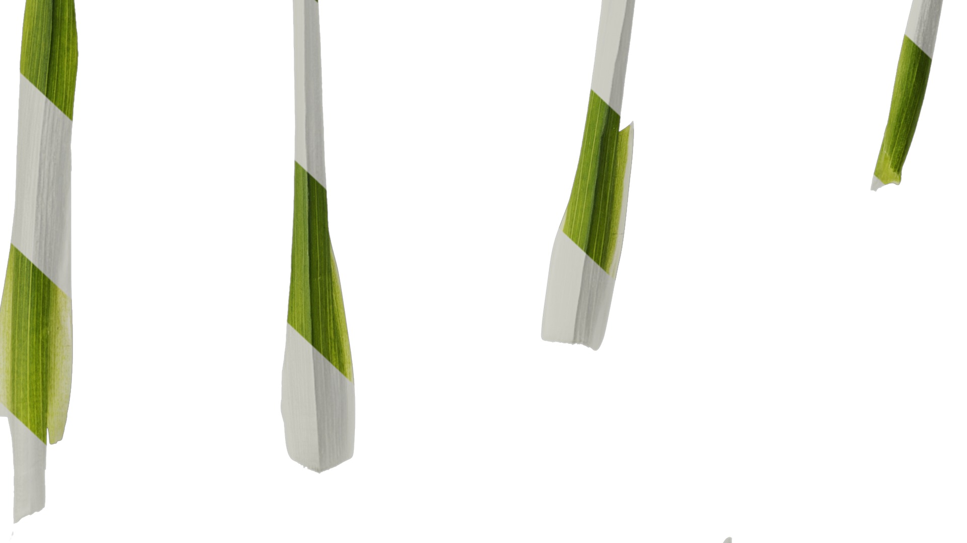 Anydrafts Freesia refracta Leaf 01 Texture_7