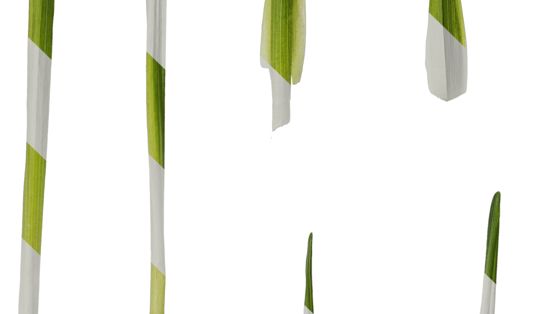 Anydrafts Freesia refracta Leaf 01 Texture_5