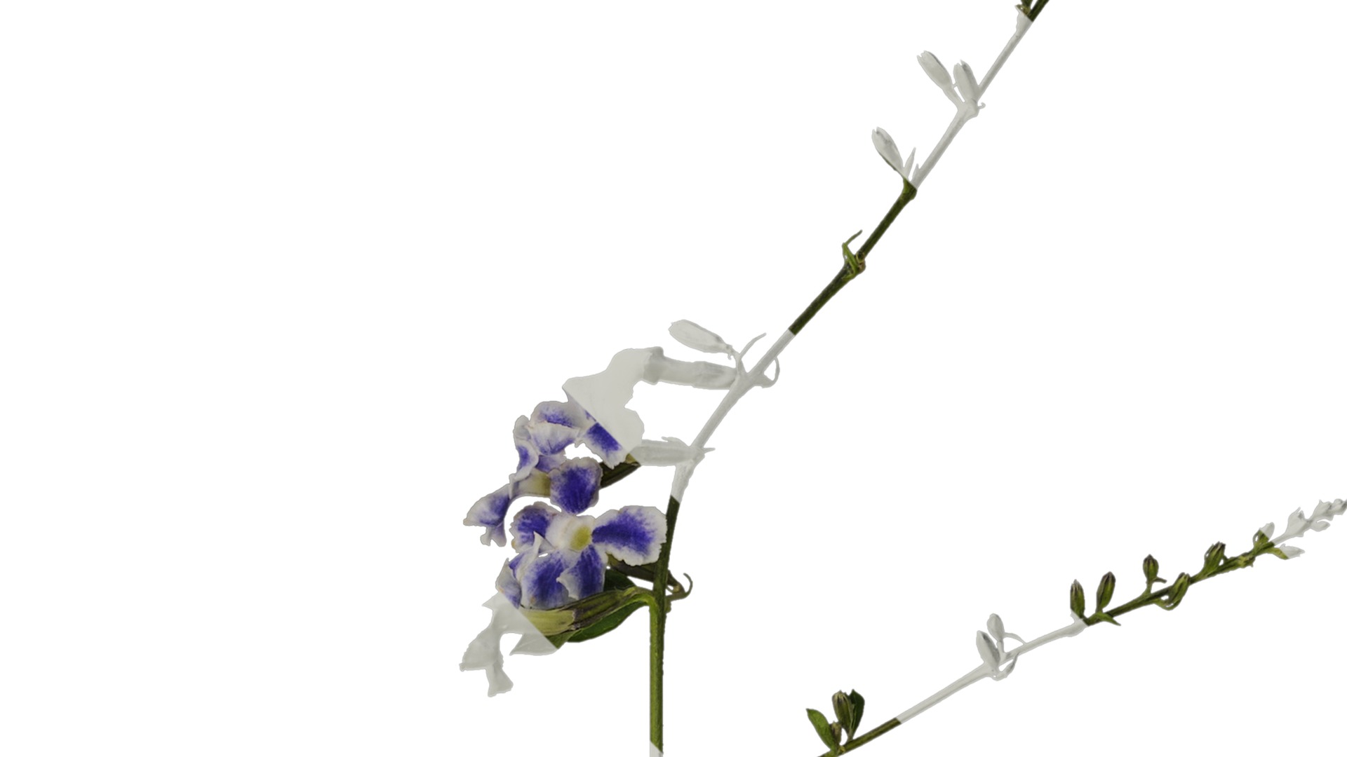 Anydrafts Duranta repens Atlas 01 Texture_2