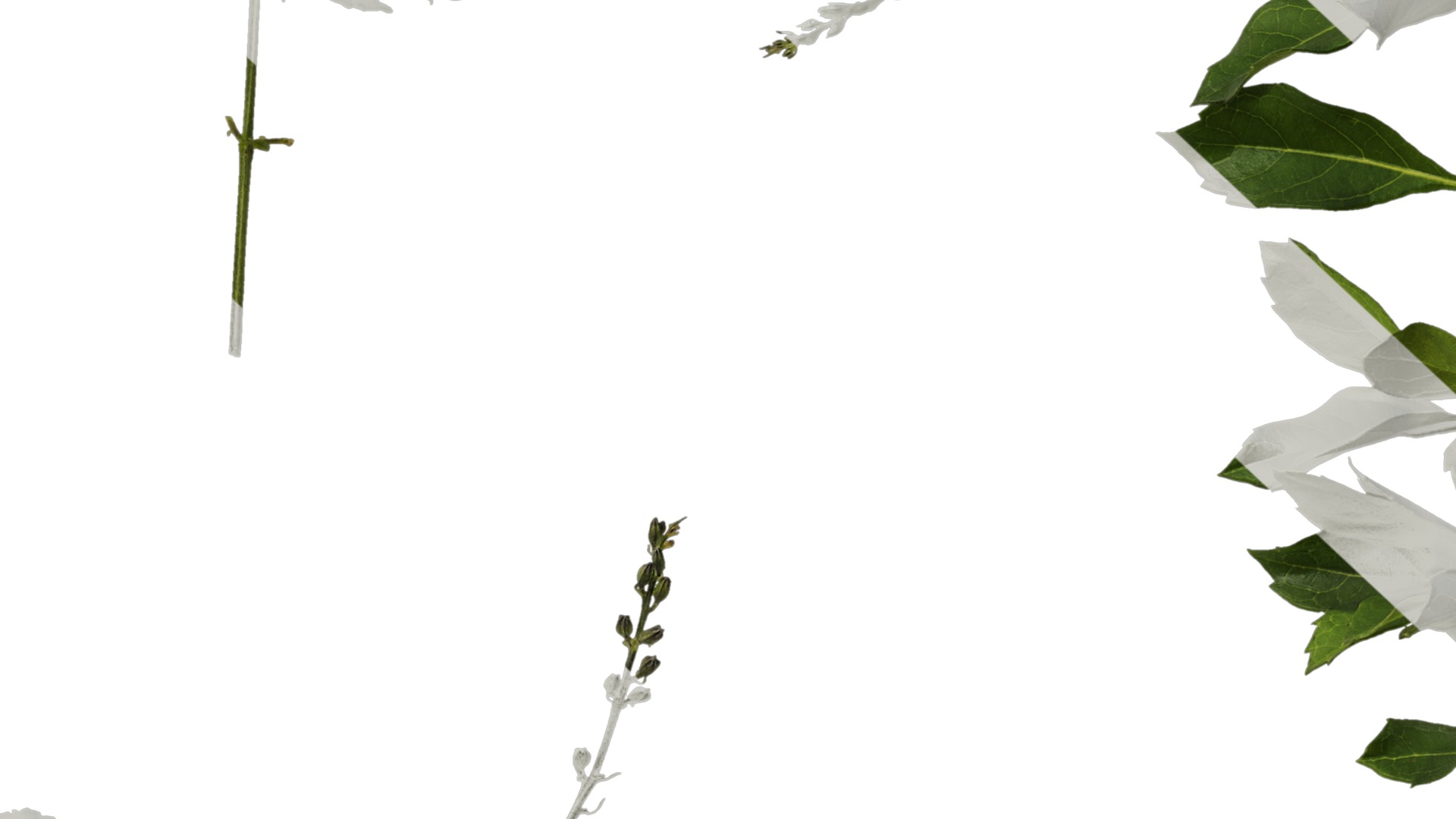 Anydrafts Duranta repens Atlas 01 Texture_7