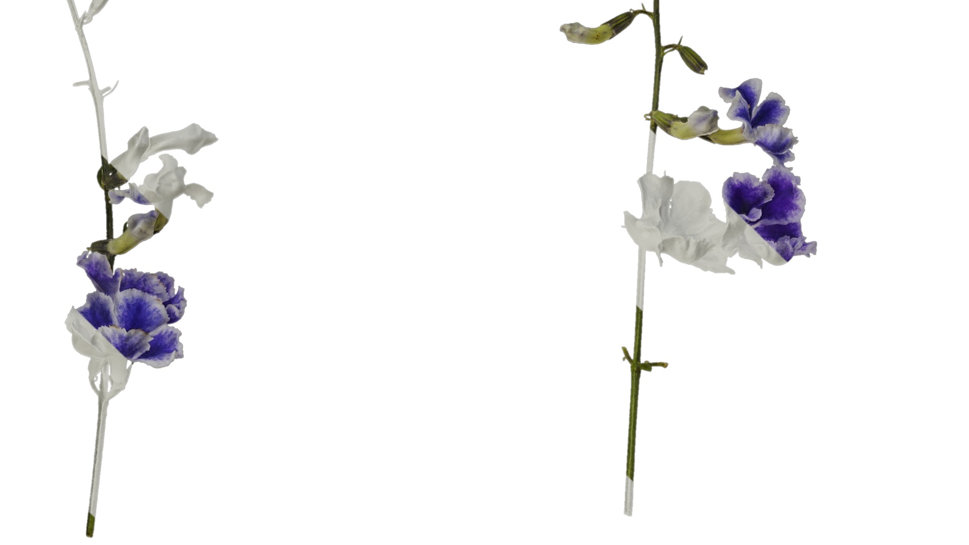 Anydrafts Duranta repens Atlas 01 Texture_3