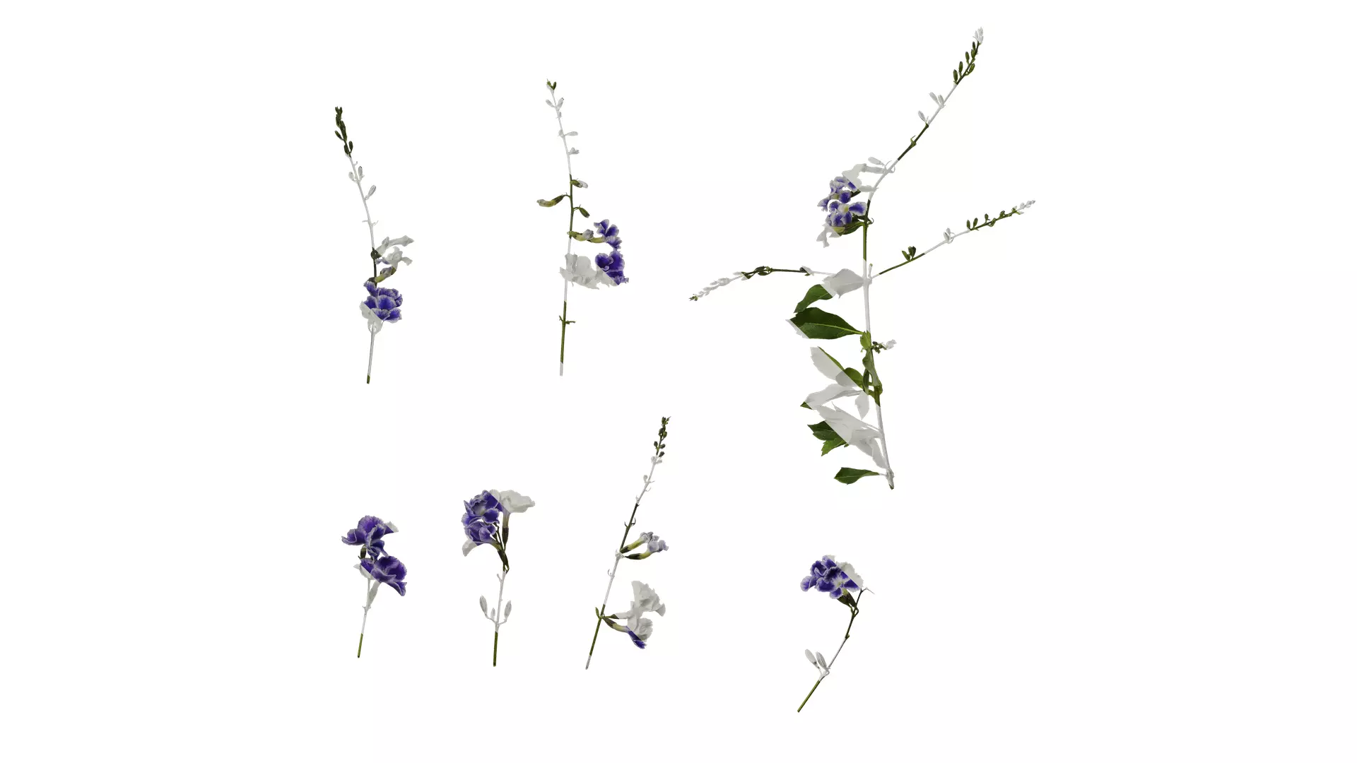 Anydrafts Duranta repens Atlas 01 Texture_0