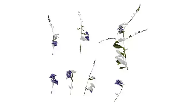 Anydrafts Duranta repens Atlas 01 Texture