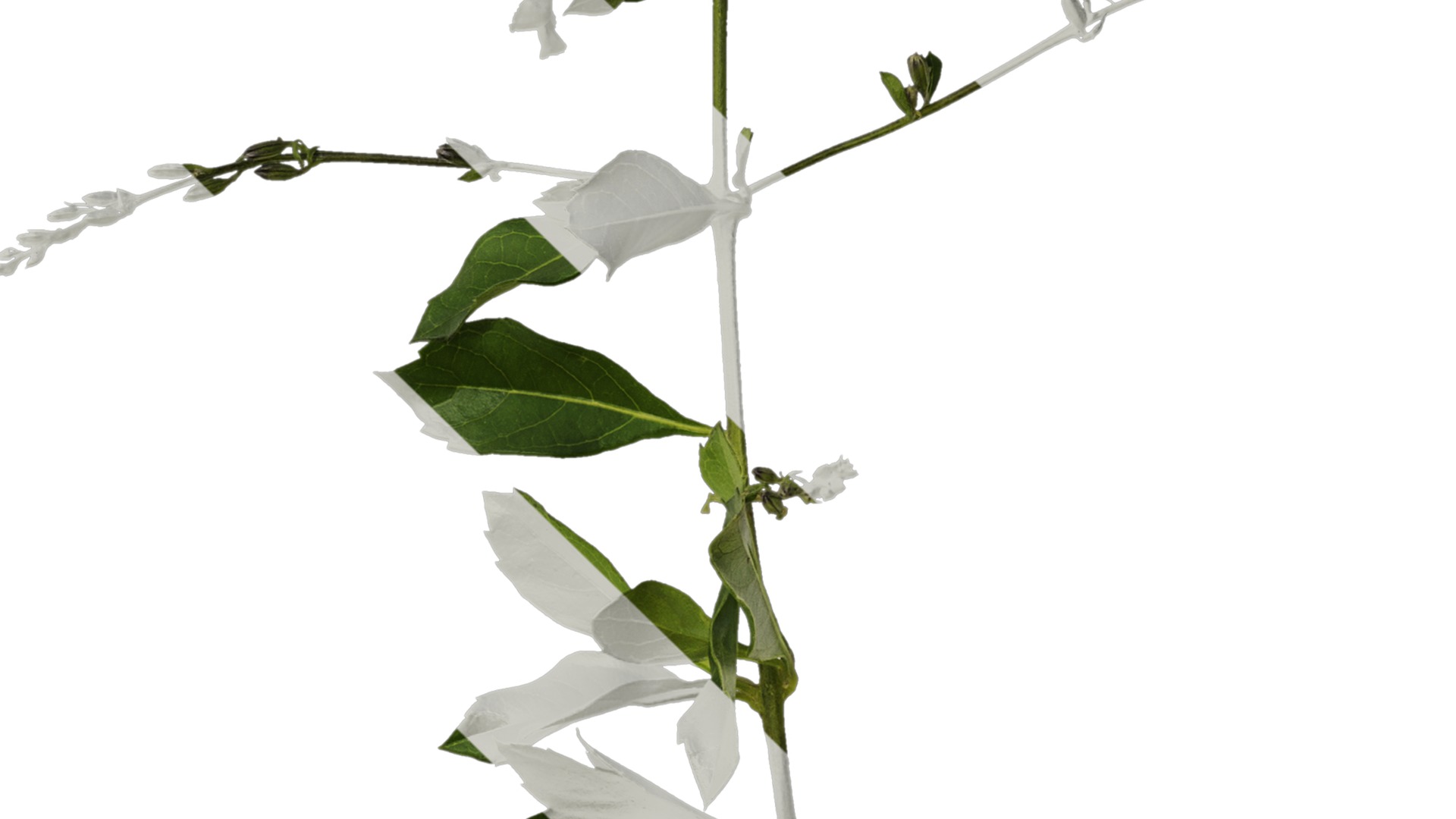 Anydrafts Duranta repens Atlas 01 Texture_4