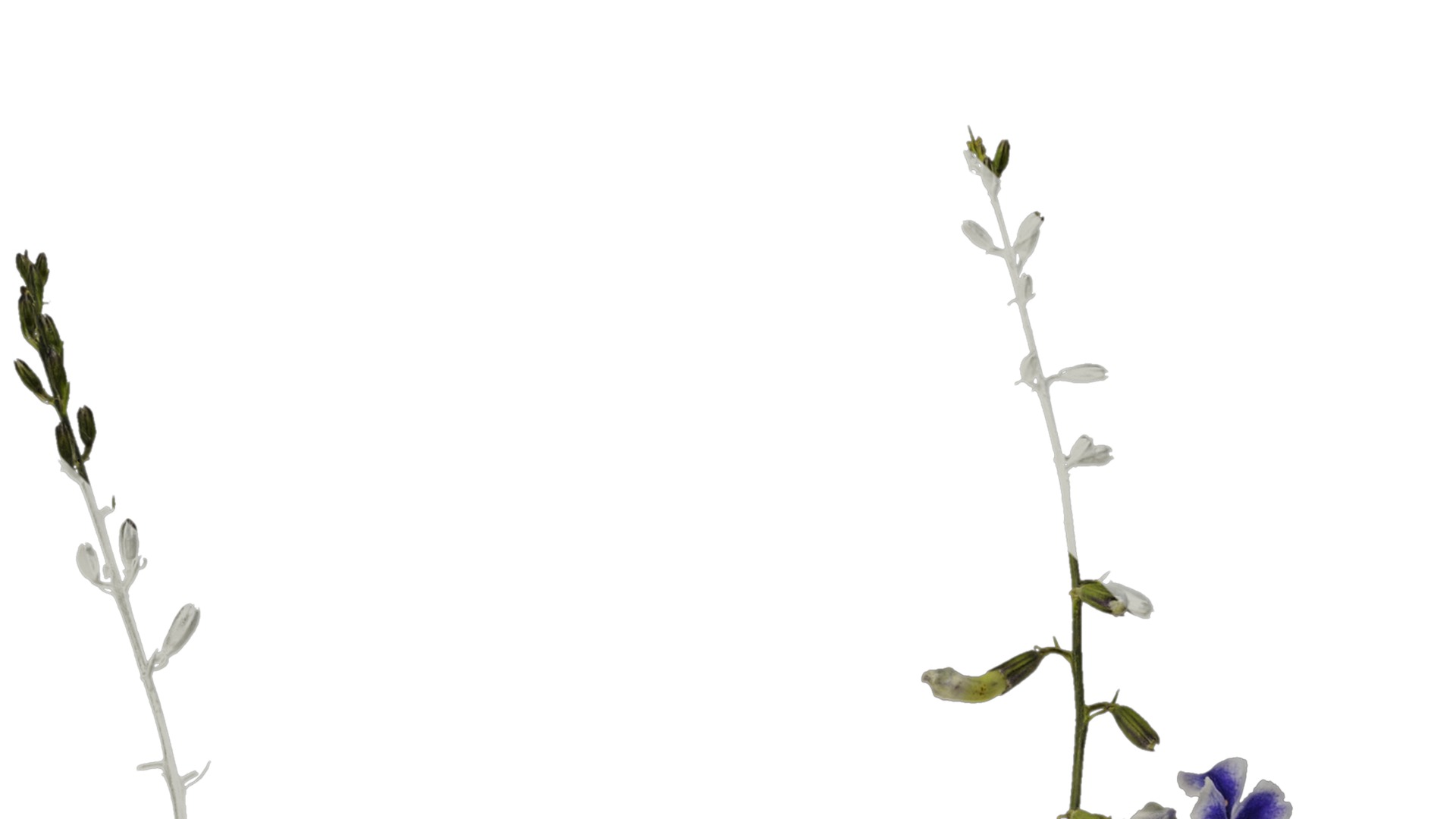 Anydrafts Duranta repens Atlas 01 Texture_1