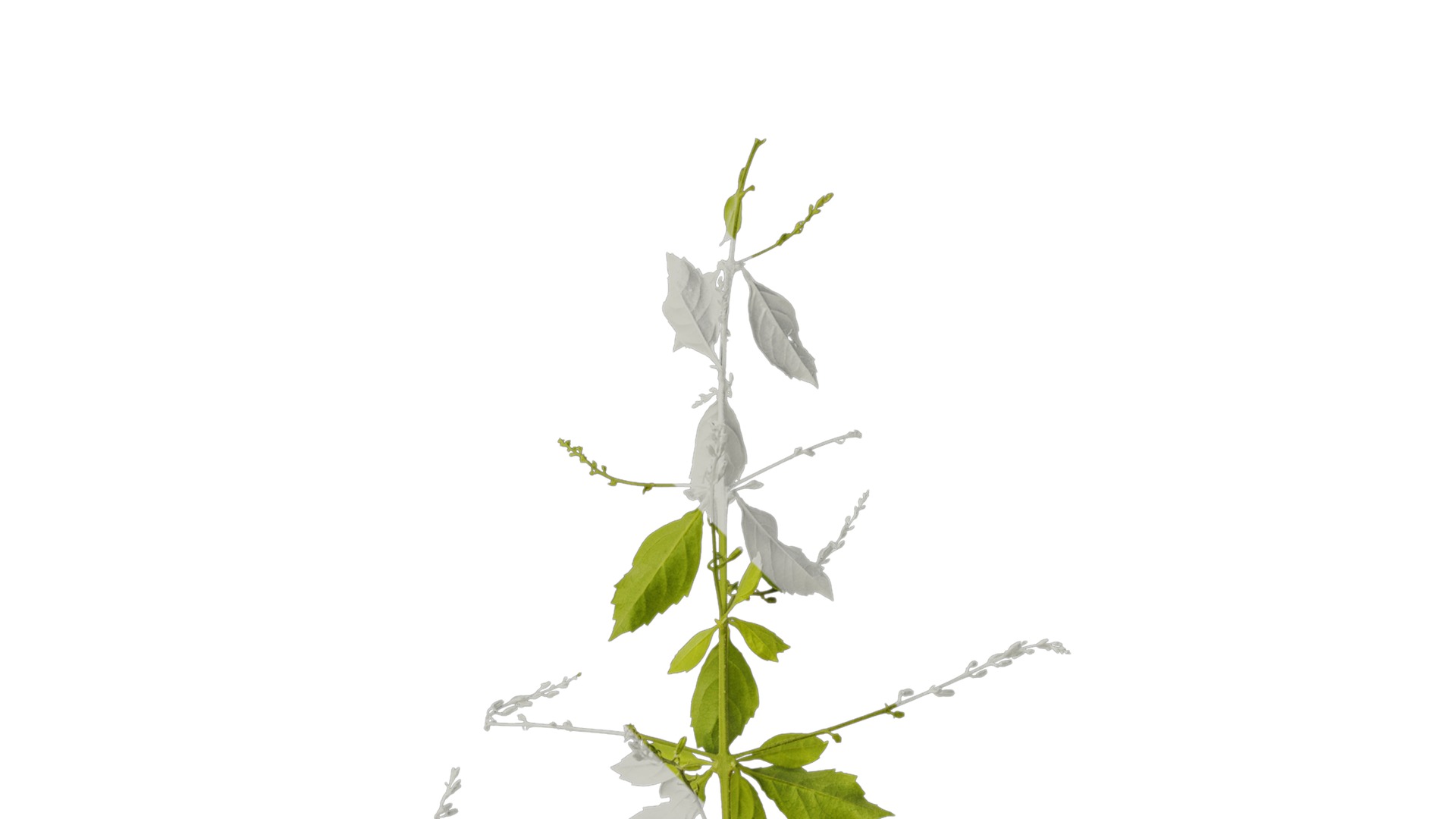 Anydrafts Duranta repens Atlas 02 Texture_2