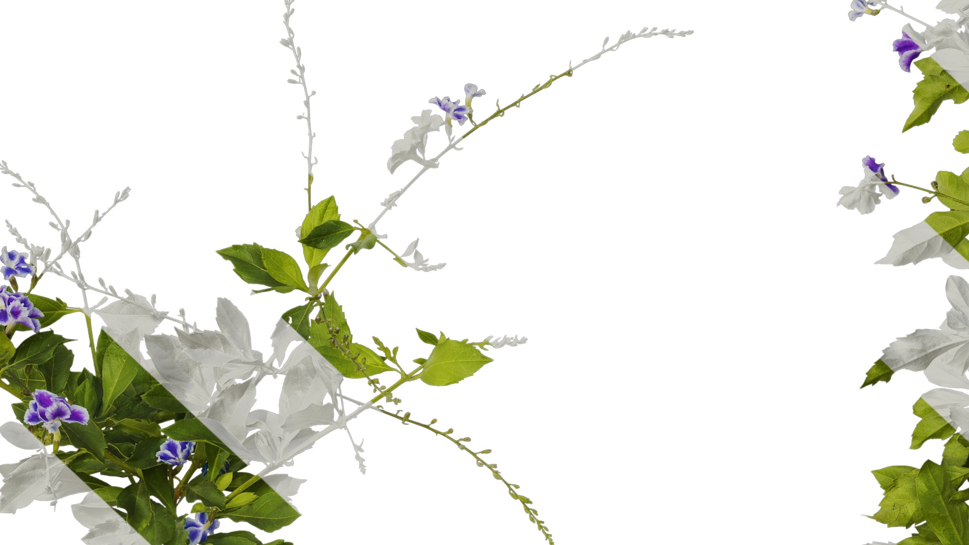 Anydrafts Duranta repens Atlas 02 Texture_7