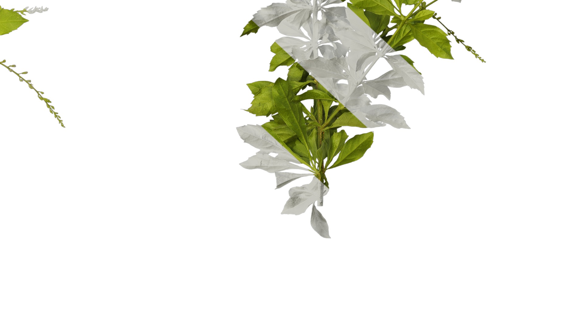 Anydrafts Duranta repens Atlas 02 Texture_6