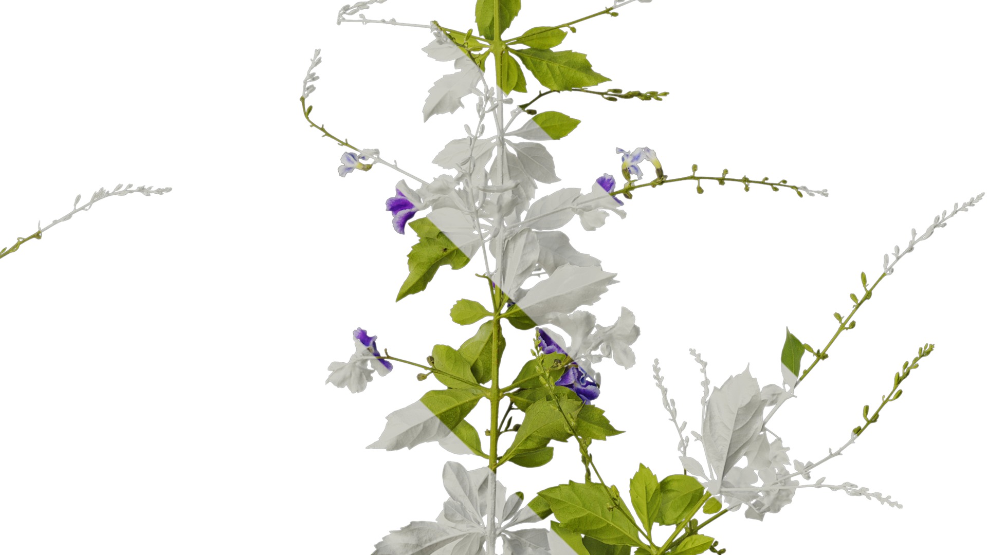 Anydrafts Duranta repens Atlas 02 Texture_4