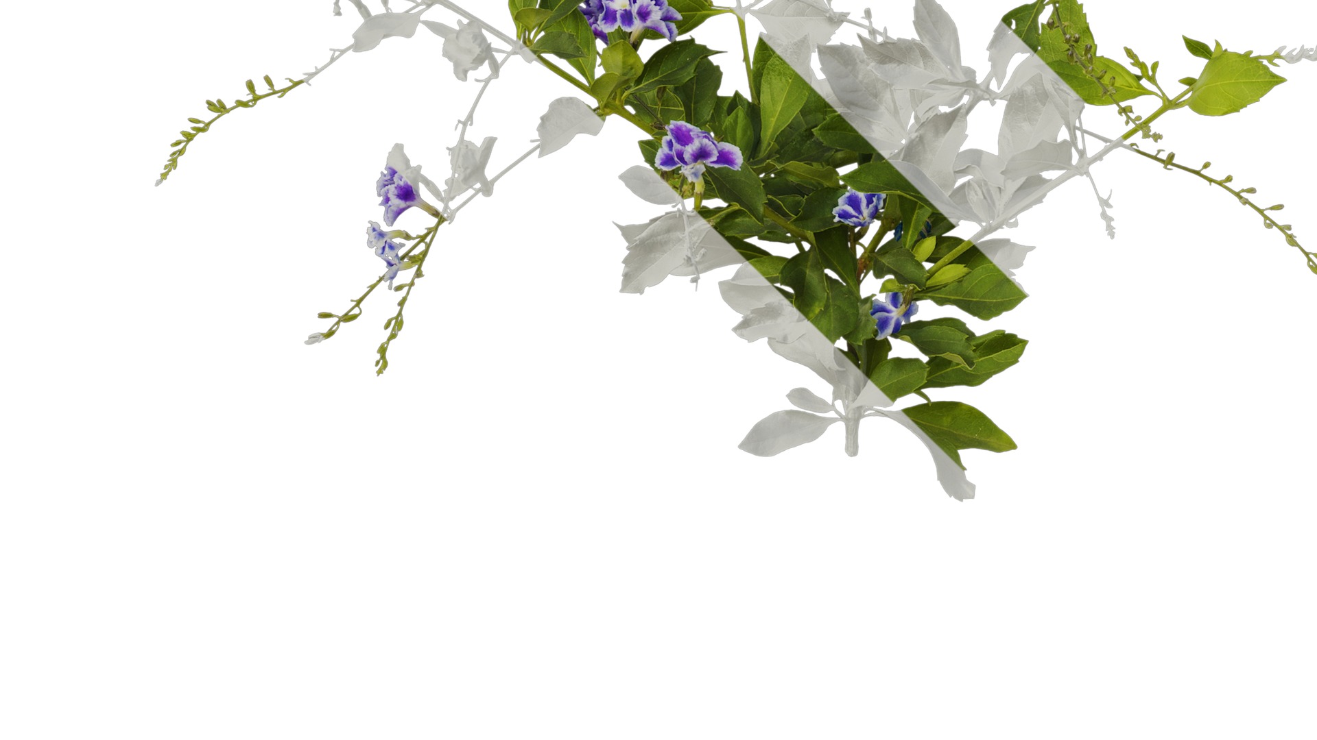 Anydrafts Duranta repens Atlas 02 Texture_5