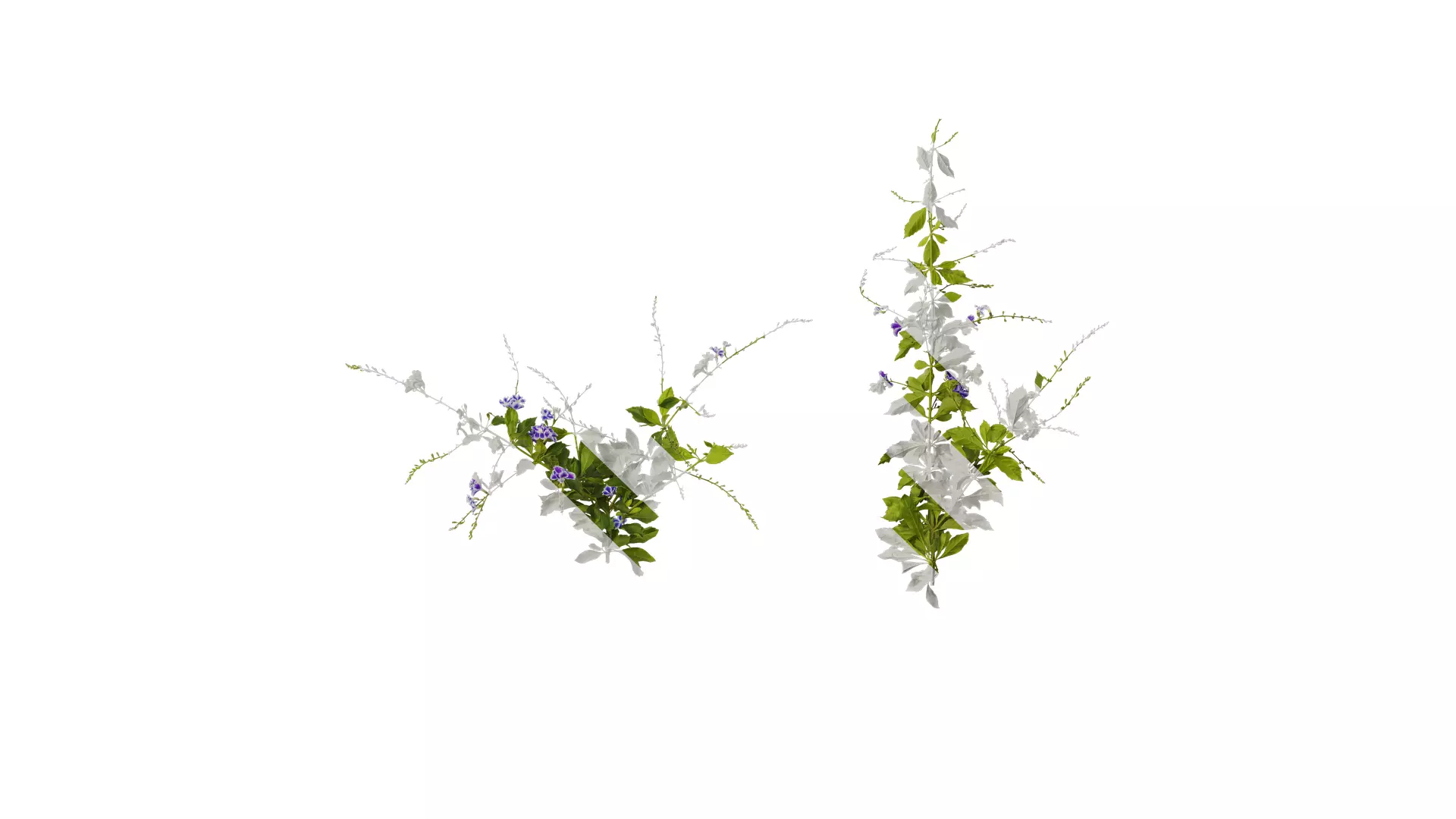 Anydrafts Duranta repens Atlas 02 Texture_0