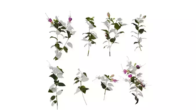 Anydrafts Fuchsia hybrida Atlas 03