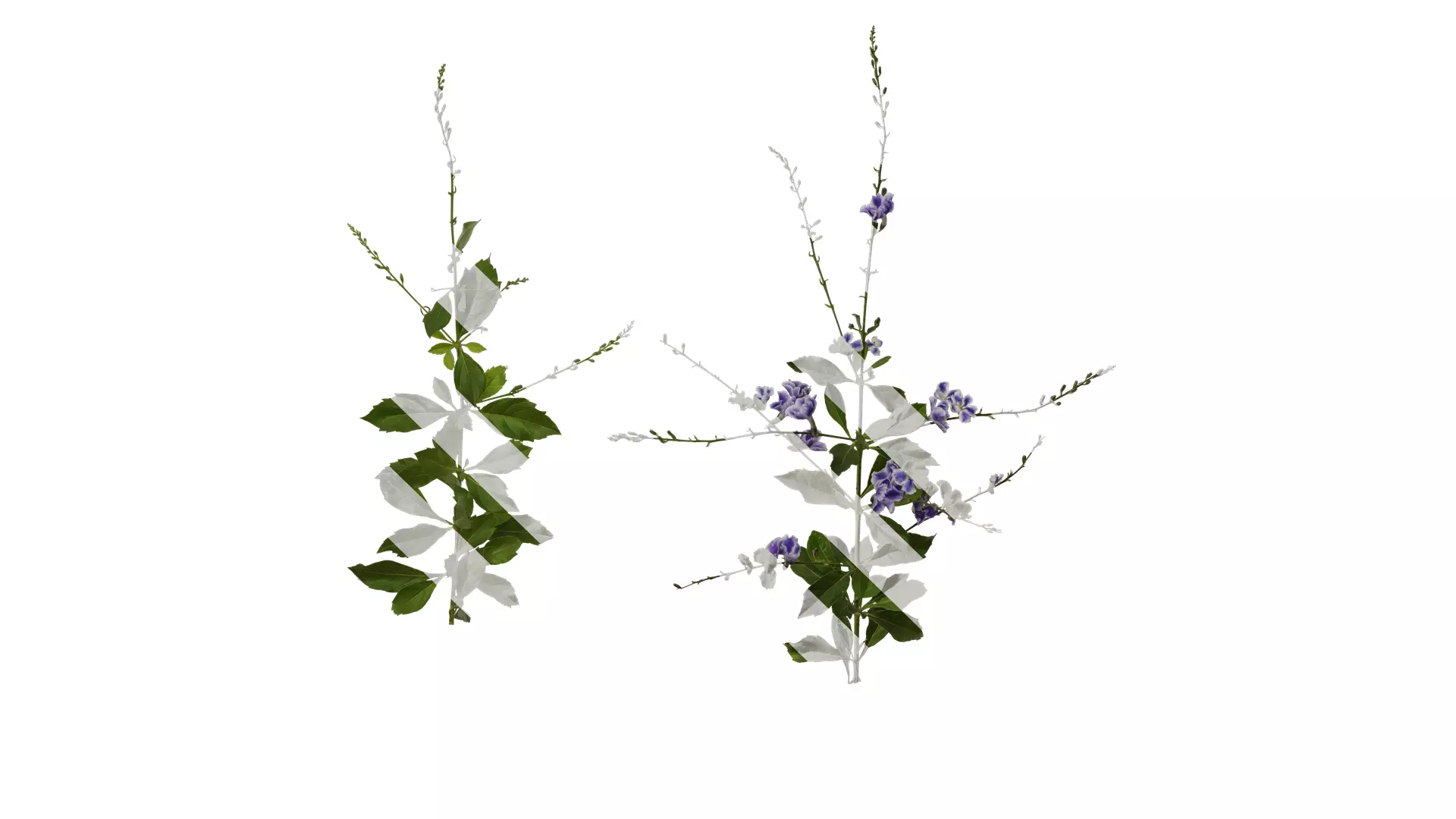 Anydrafts Duranta repens Atlas 03 Texture_0