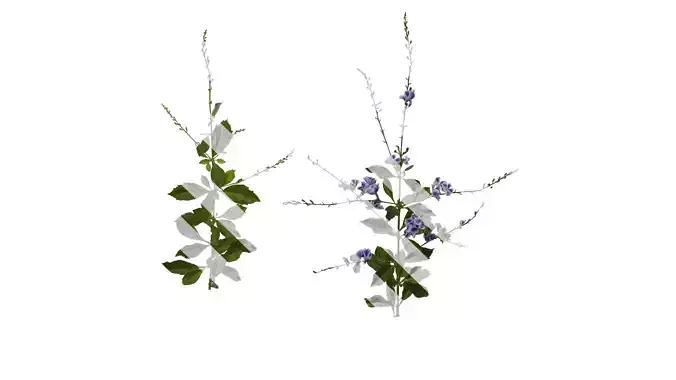 Anydrafts Duranta repens Atlas 03 Texture