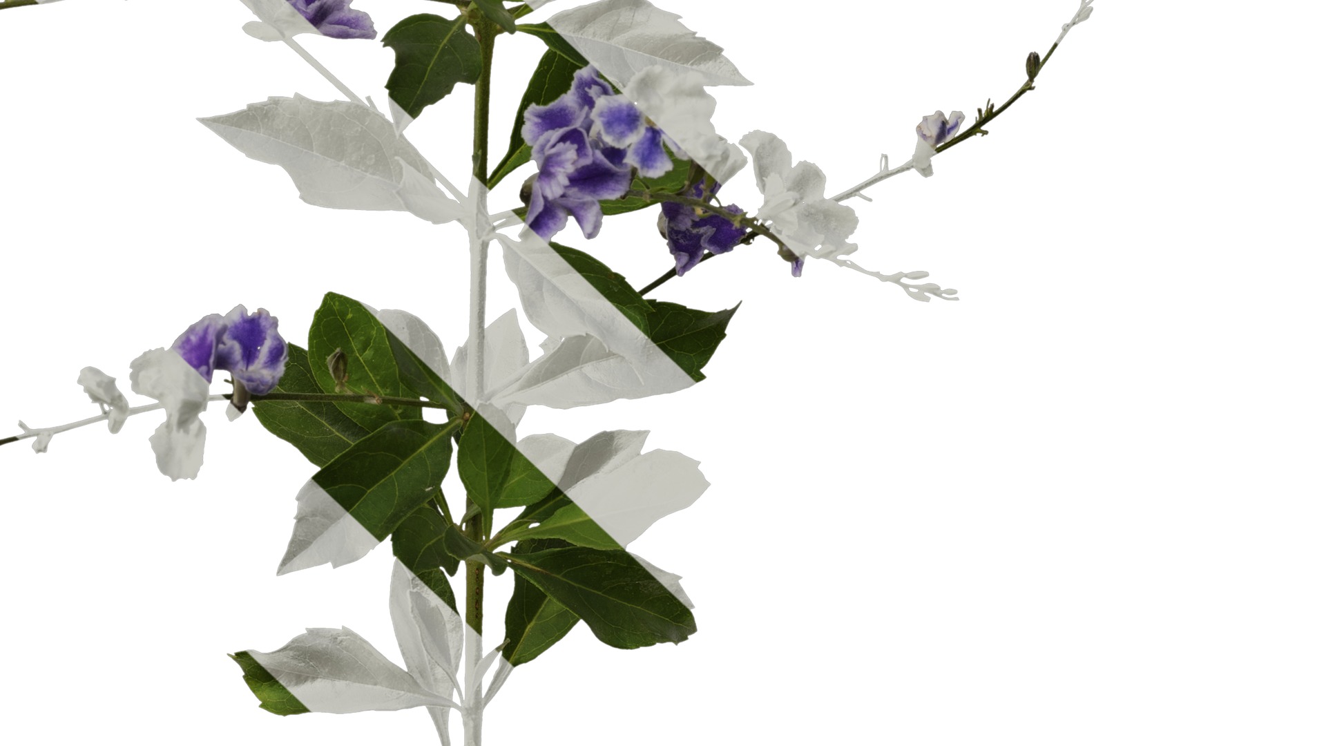 Anydrafts Duranta repens Atlas 03 Texture_6