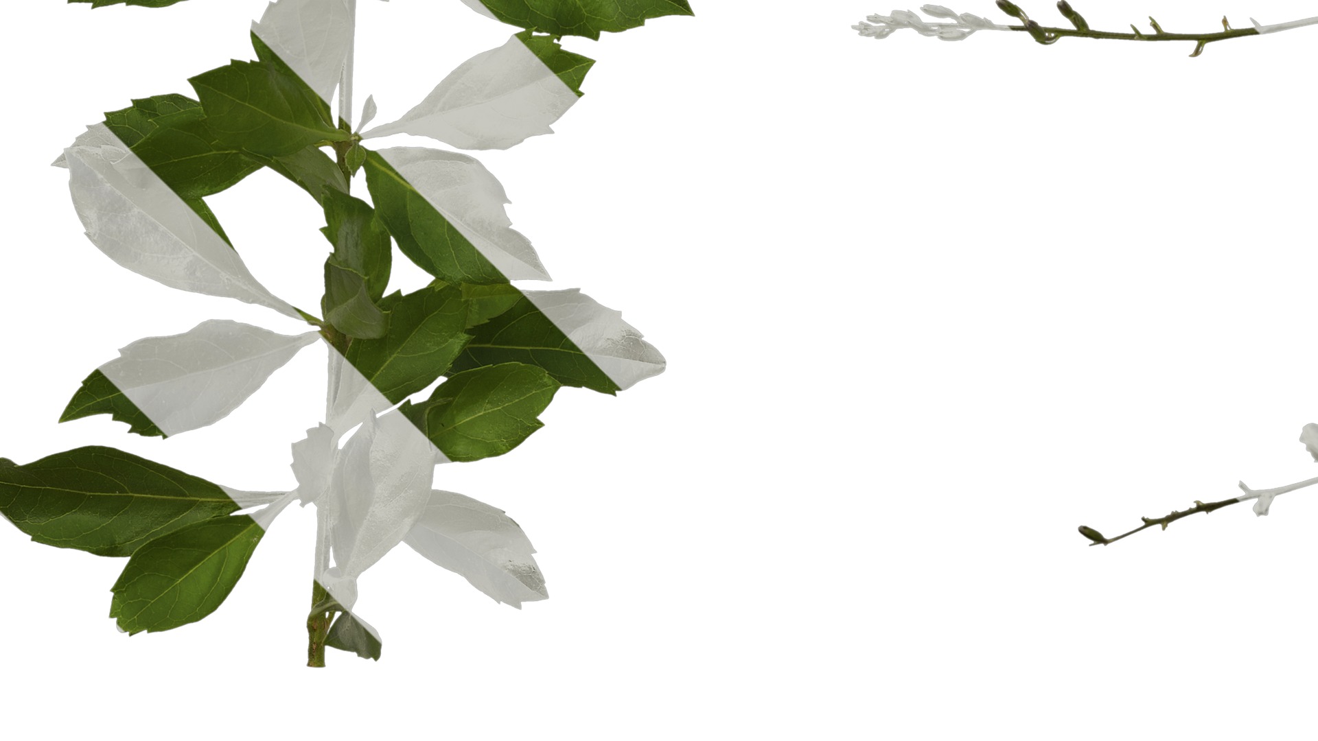 Anydrafts Duranta repens Atlas 03 Texture_5