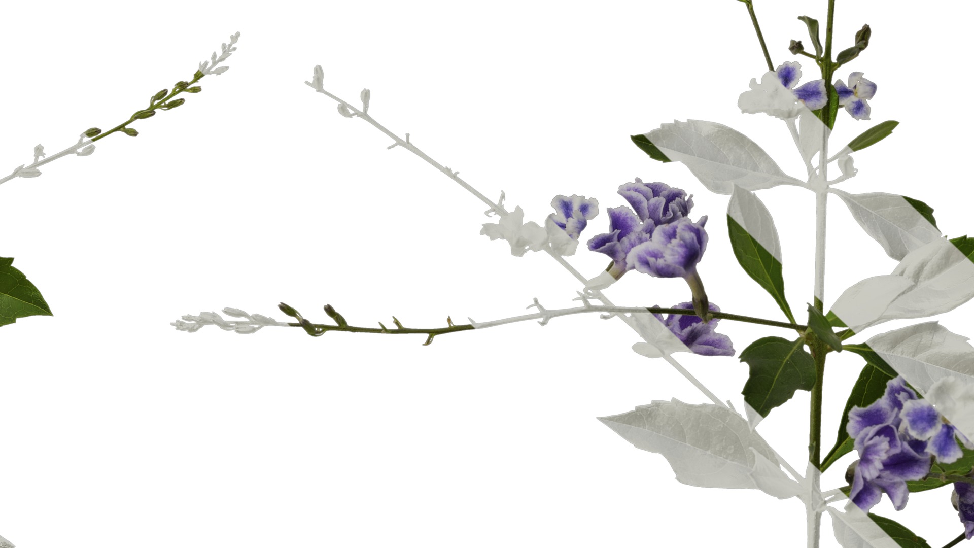 Anydrafts Duranta repens Atlas 03 Texture_7