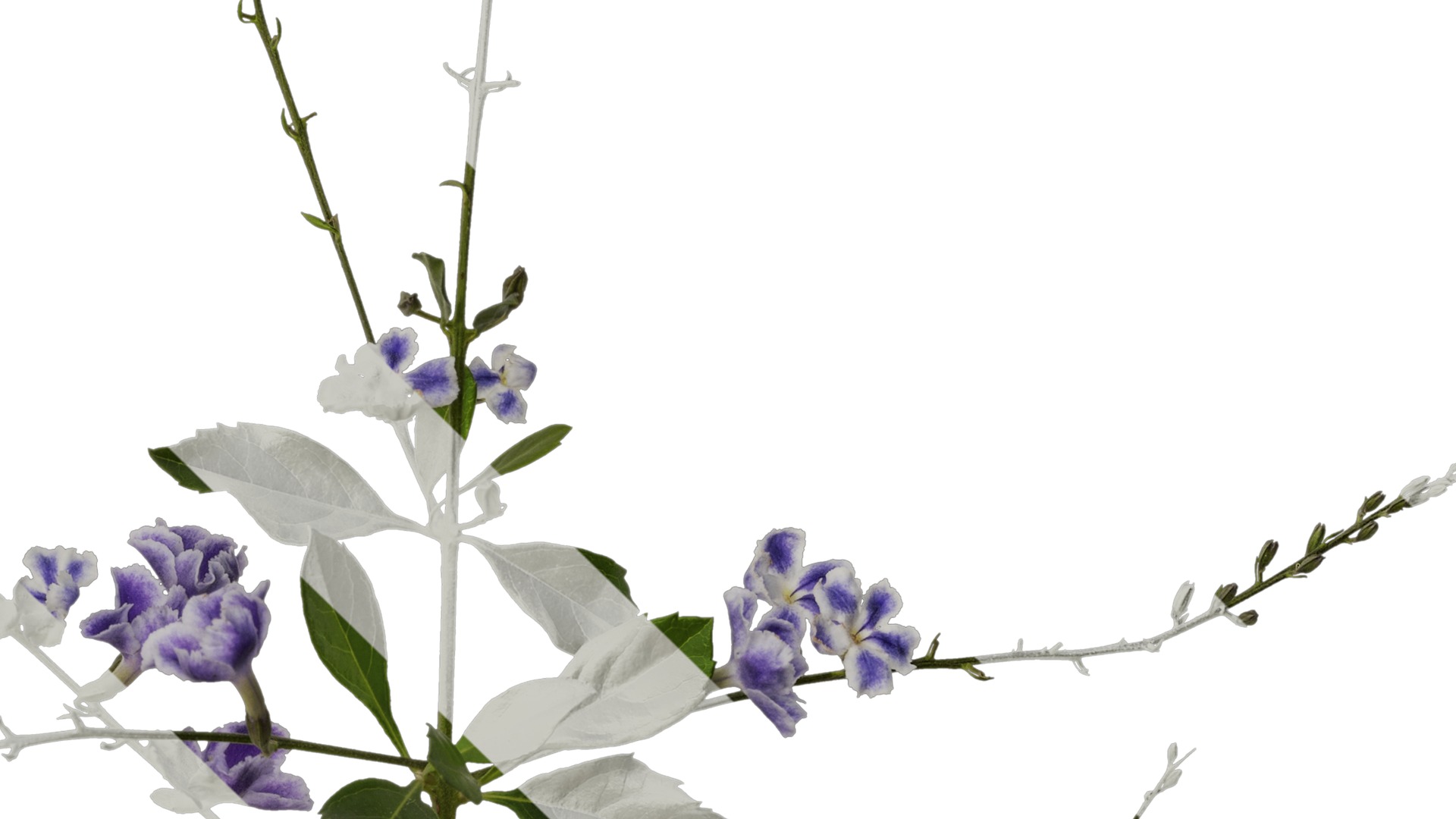 Anydrafts Duranta repens Atlas 03 Texture_4