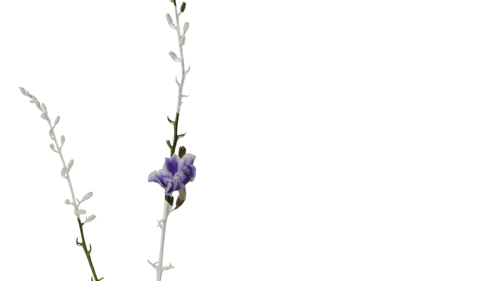 Anydrafts Duranta repens Atlas 03 Texture_2