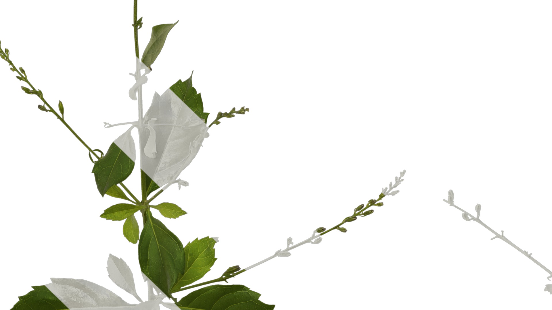 Anydrafts Duranta repens Atlas 03 Texture_3