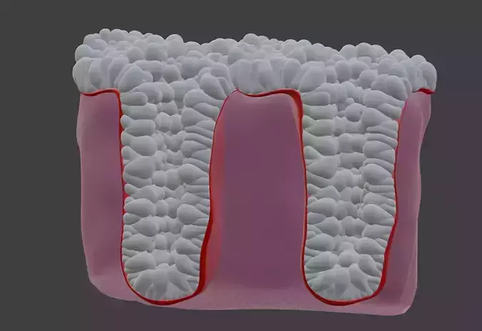 3D Model of the Epithelium of the Colon 3D print model