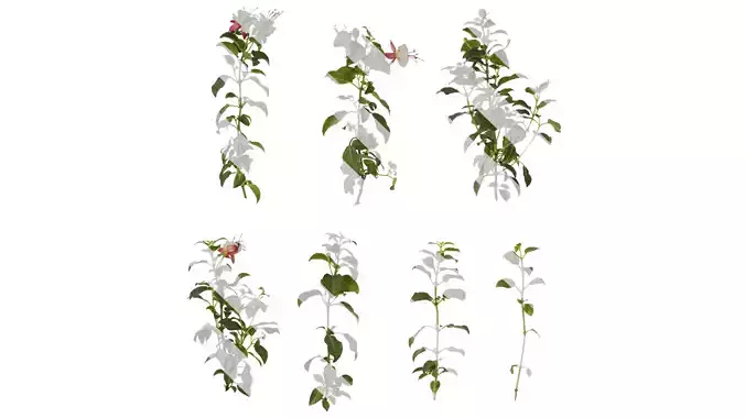 Anydrafts Fuchsia hybrida Atlas 04