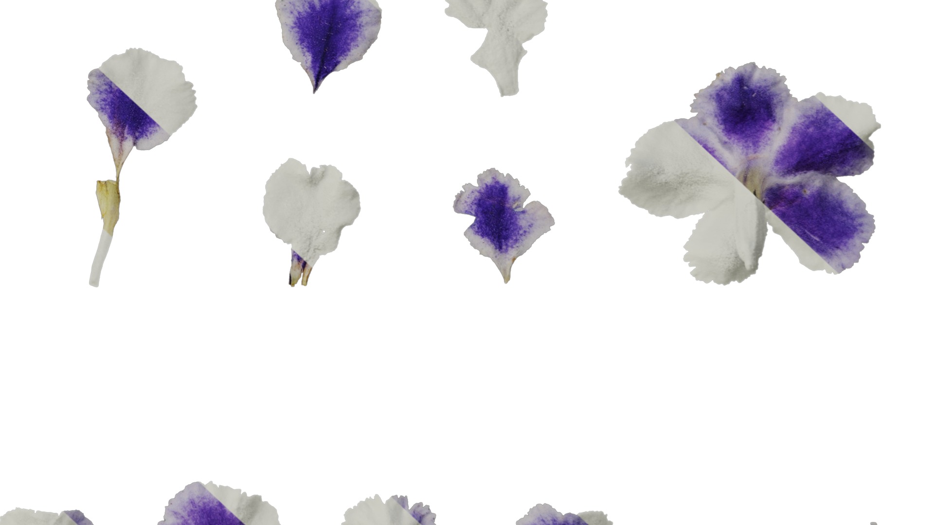 Anydrafts Duranta repens Flower 01 Texture_6