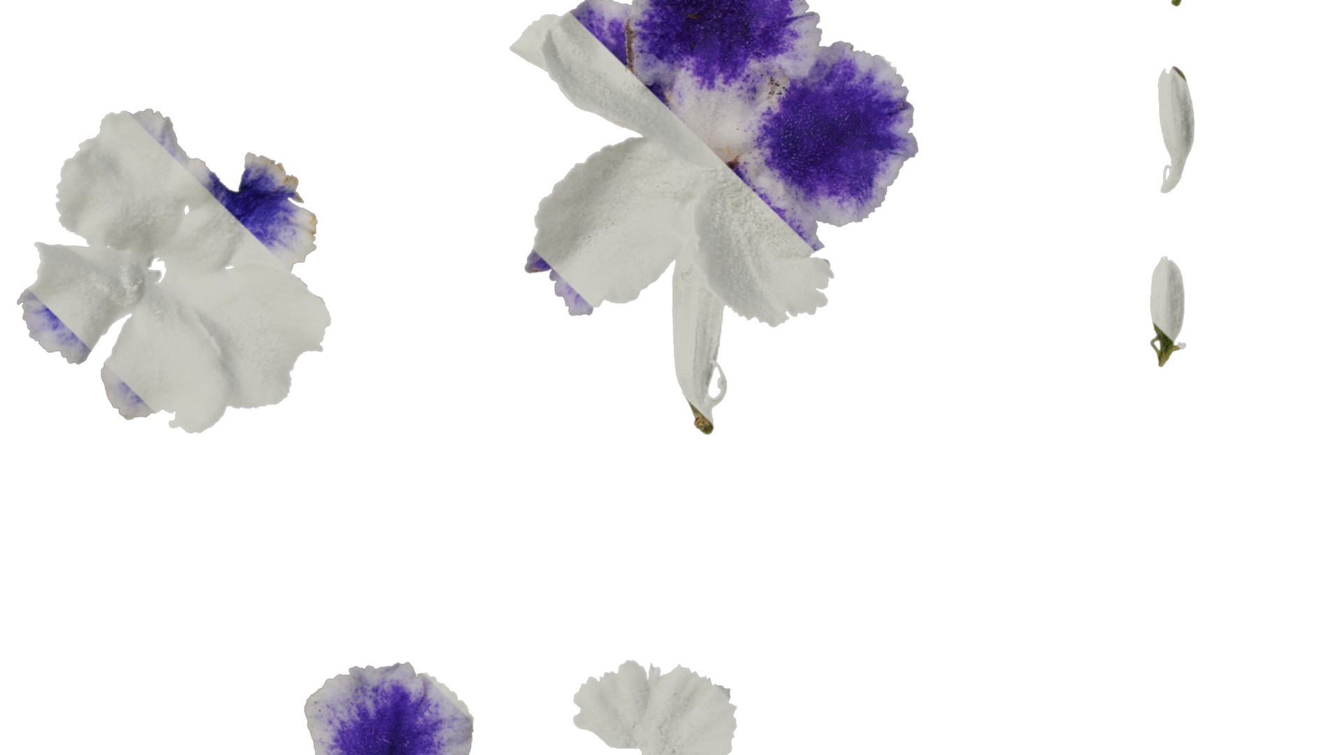 Anydrafts Duranta repens Flower 01 Texture_4