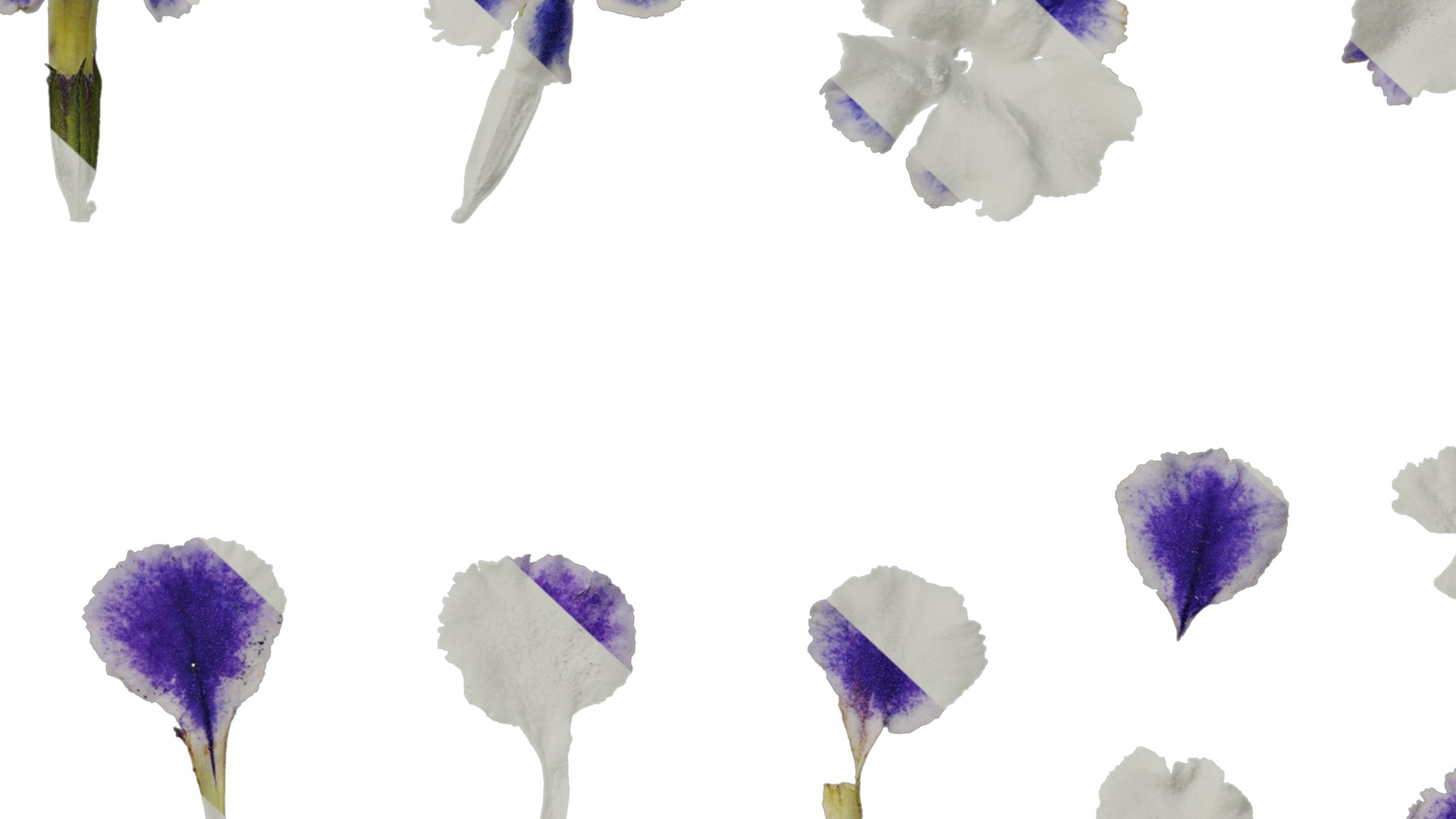 Anydrafts Duranta repens Flower 01 Texture_7