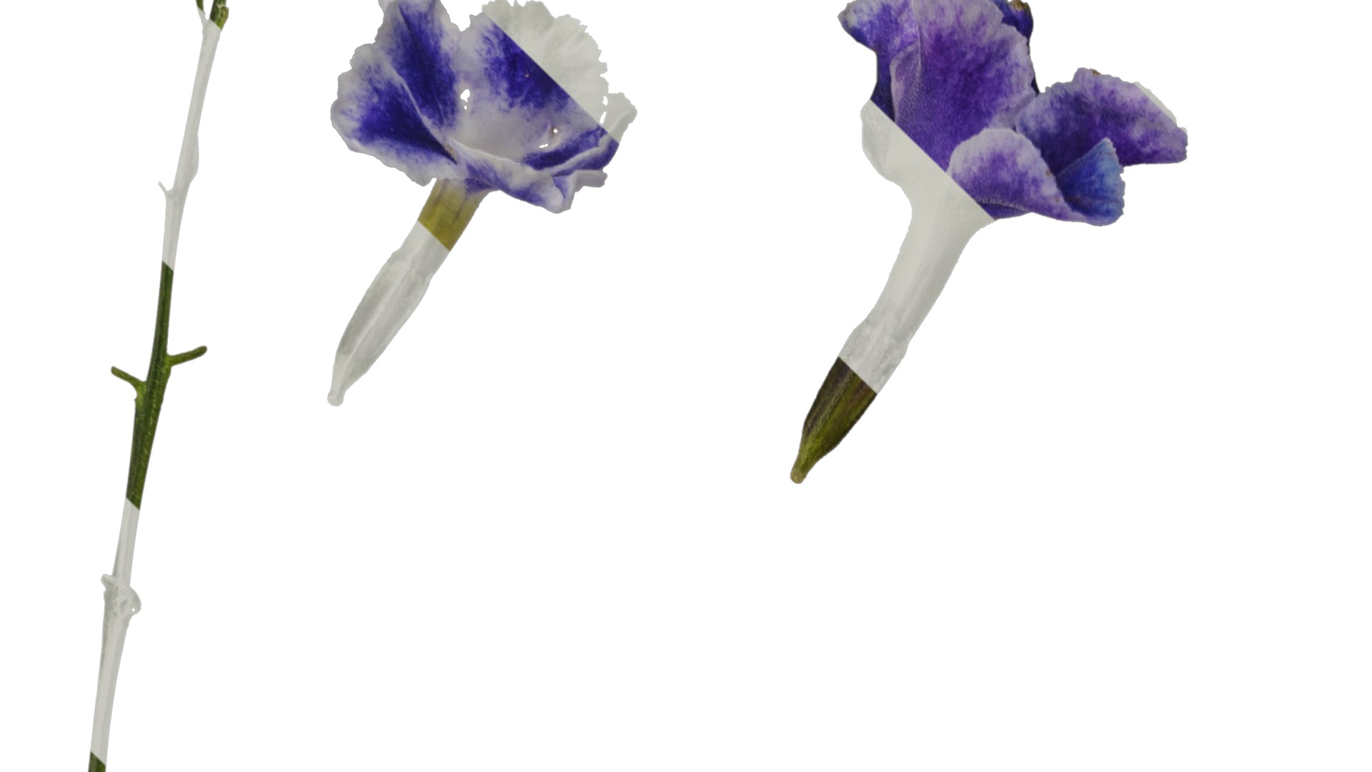 Anydrafts Duranta repens Flower 01 Texture_1