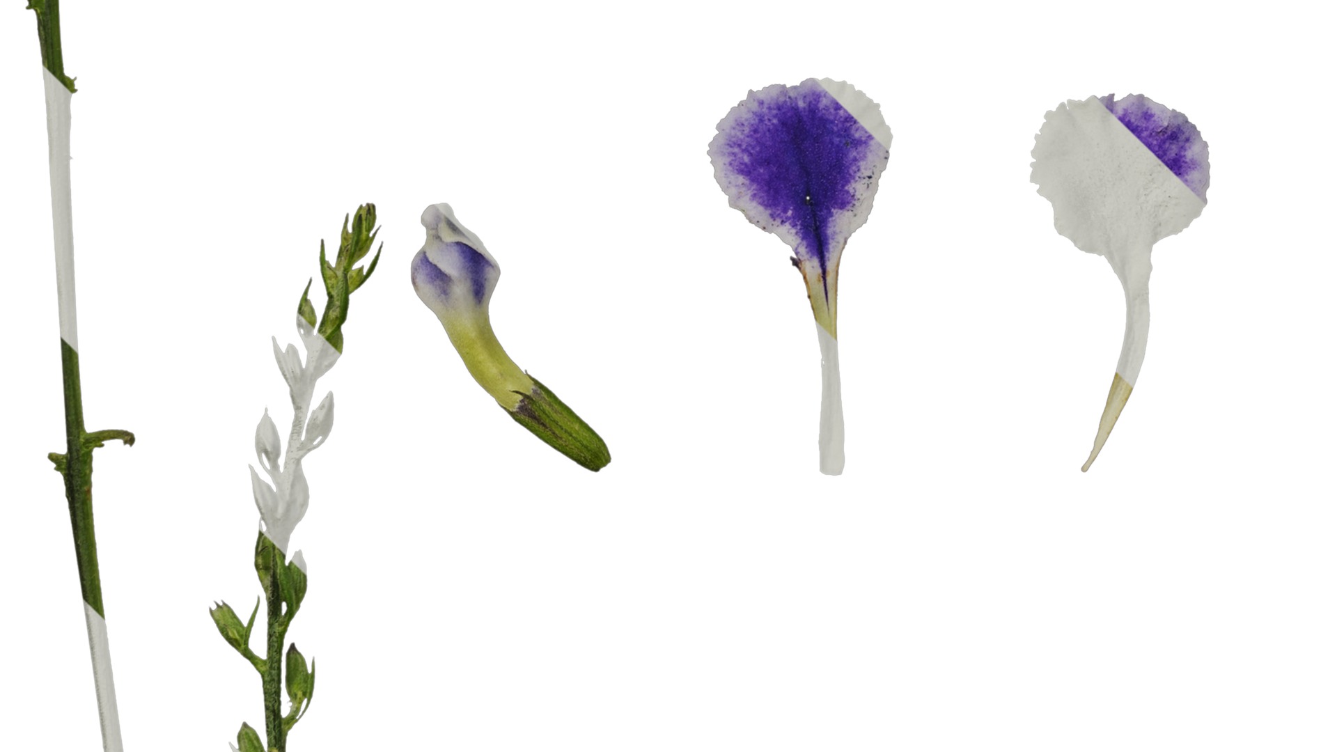 Anydrafts Duranta repens Flower 01 Texture_5