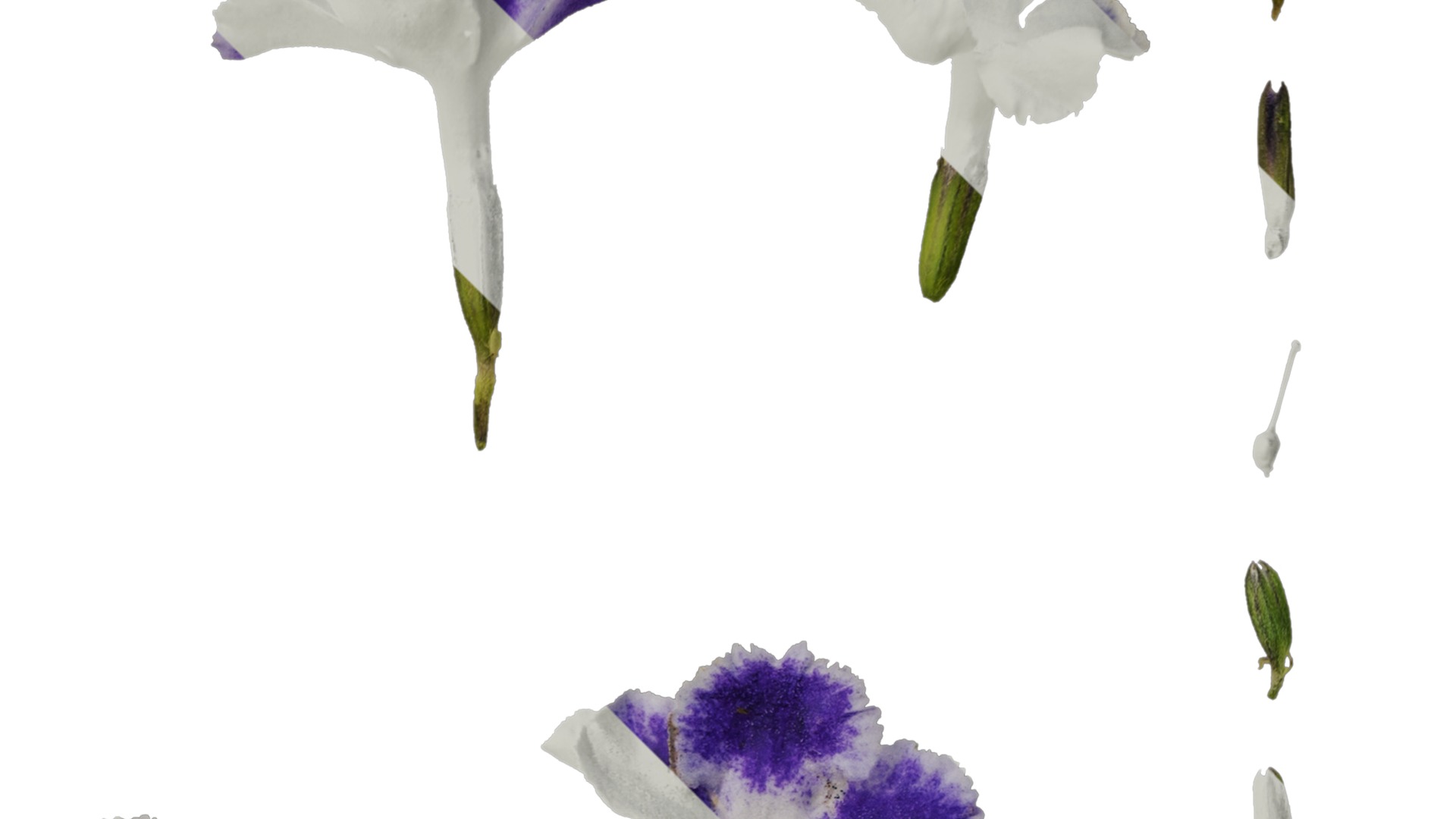 Anydrafts Duranta repens Flower 01 Texture_2