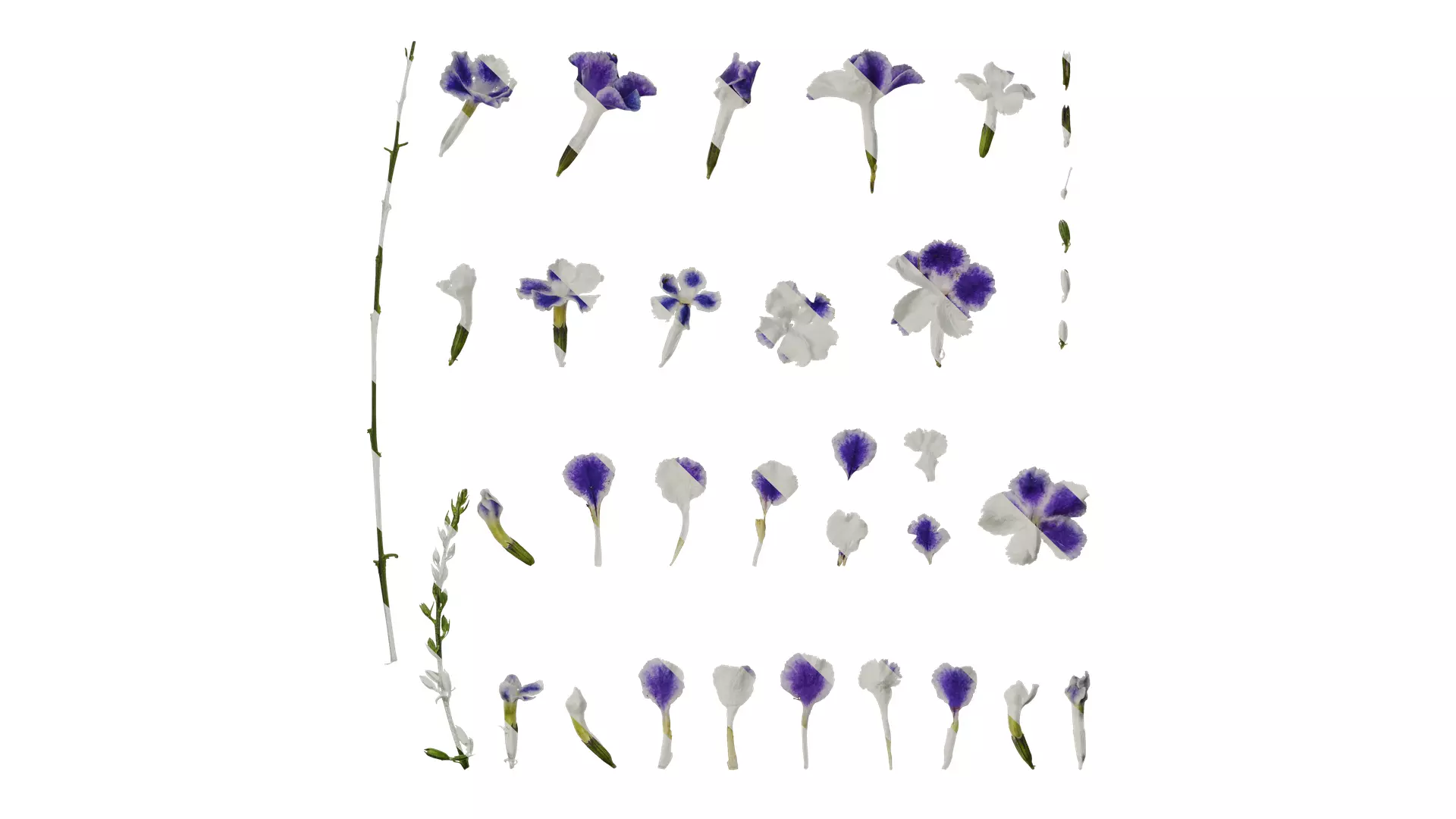 Anydrafts Duranta repens Flower 01 Texture_0