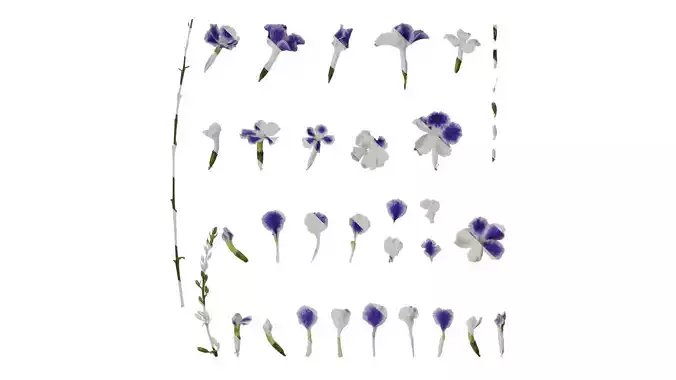 Anydrafts Duranta repens Flower 01 Texture Anydrafts Duranta repens Flower 01 Texture