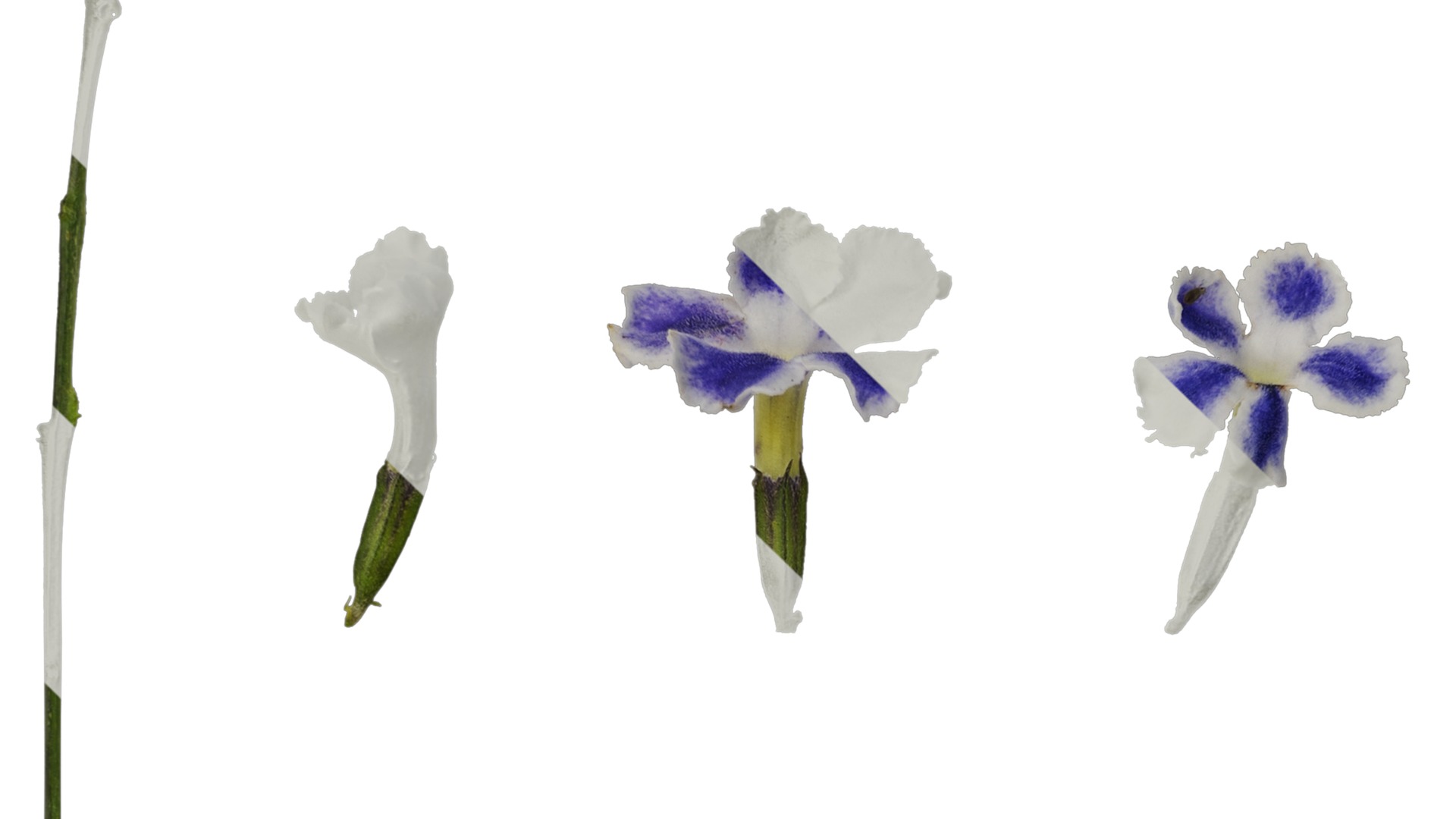 Anydrafts Duranta repens Flower 01 Texture_3