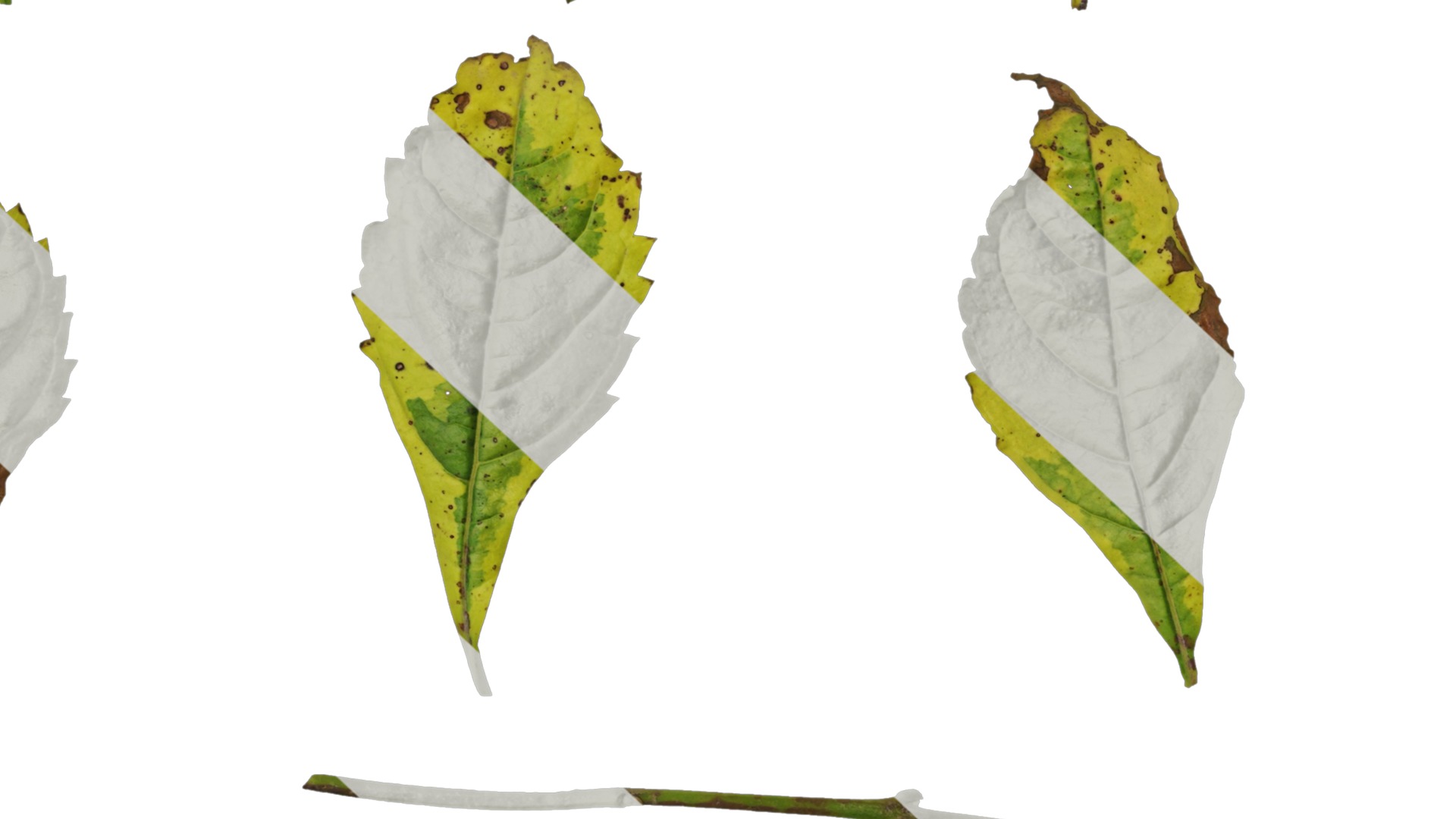 Anydrafts Duranta repens Leaf 01 Texture_6