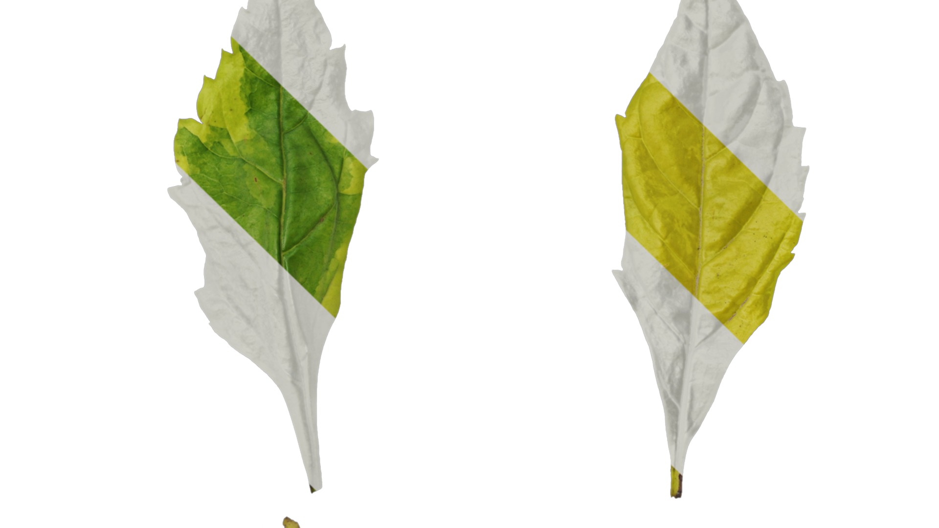 Anydrafts Duranta repens Leaf 01 Texture_4