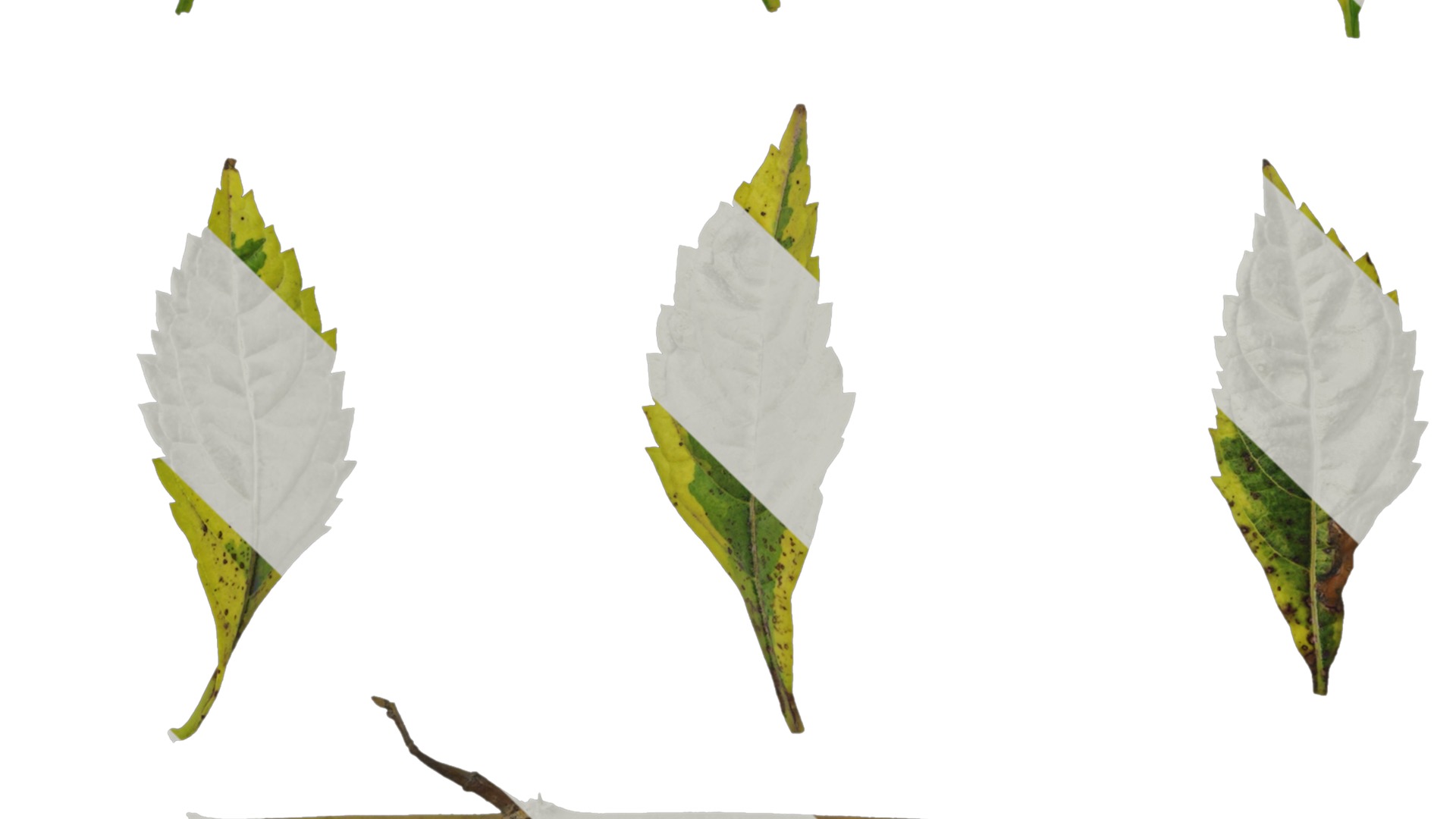 Anydrafts Duranta repens Leaf 01 Texture_5