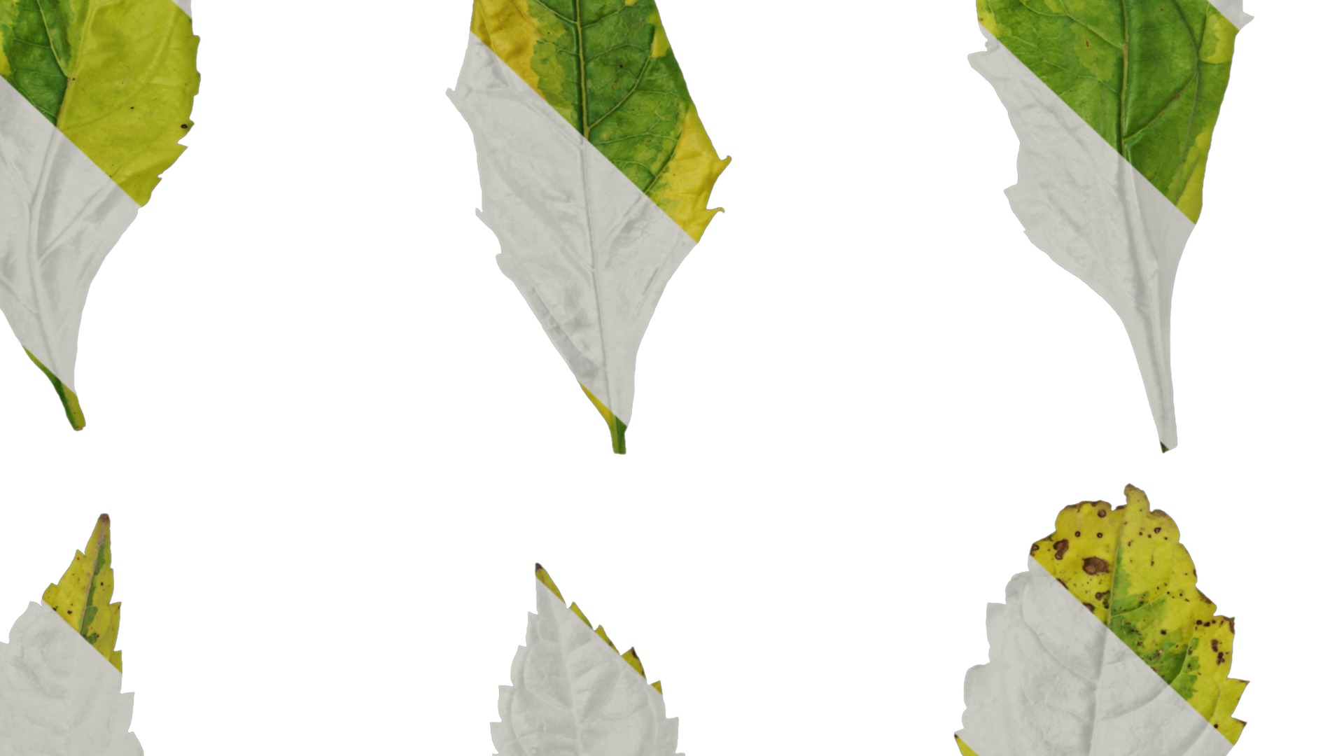 Anydrafts Duranta repens Leaf 01 Texture_7